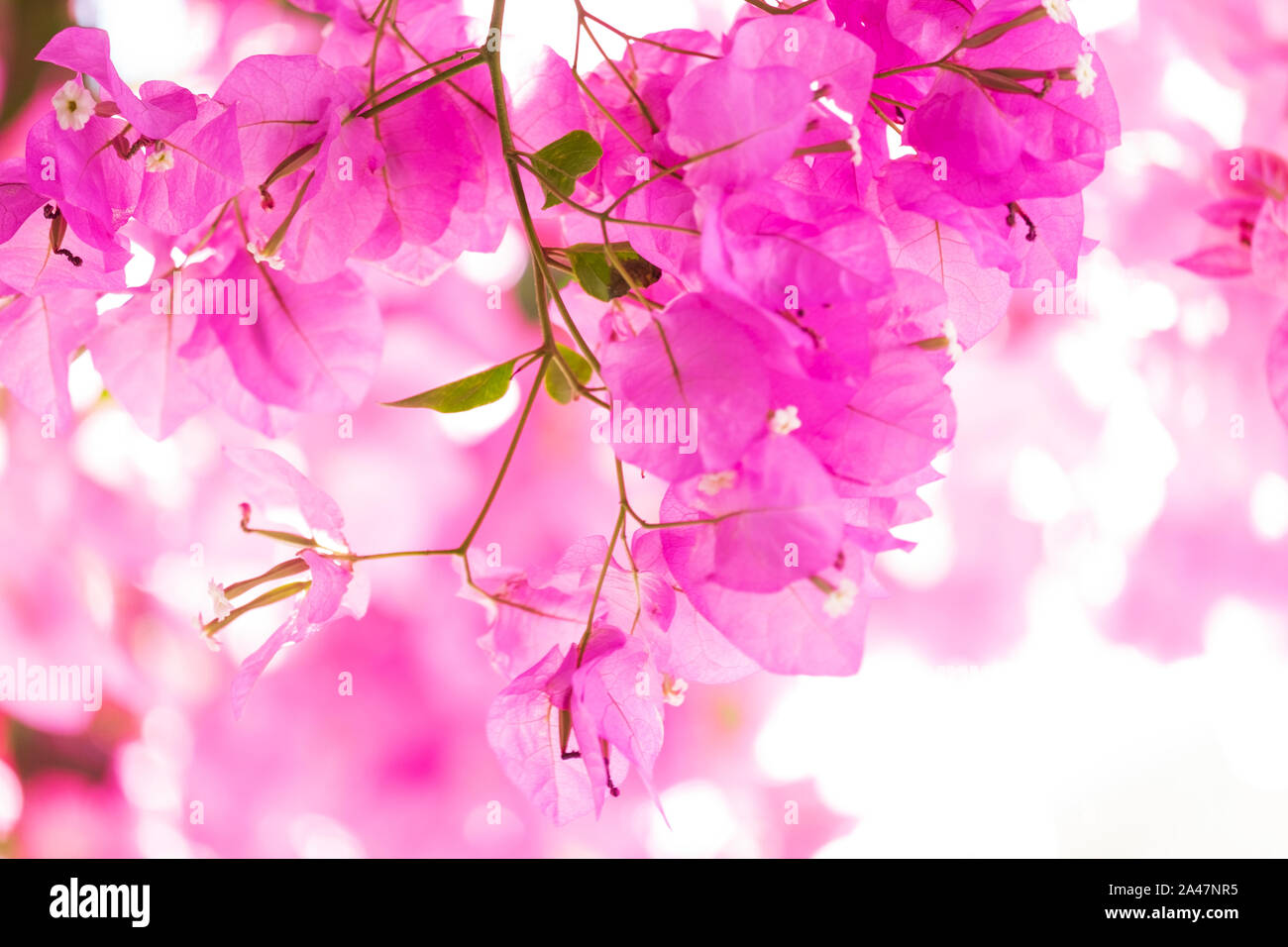 Fiori Bouganvillea. Sfondo estivo greco Foto Stock