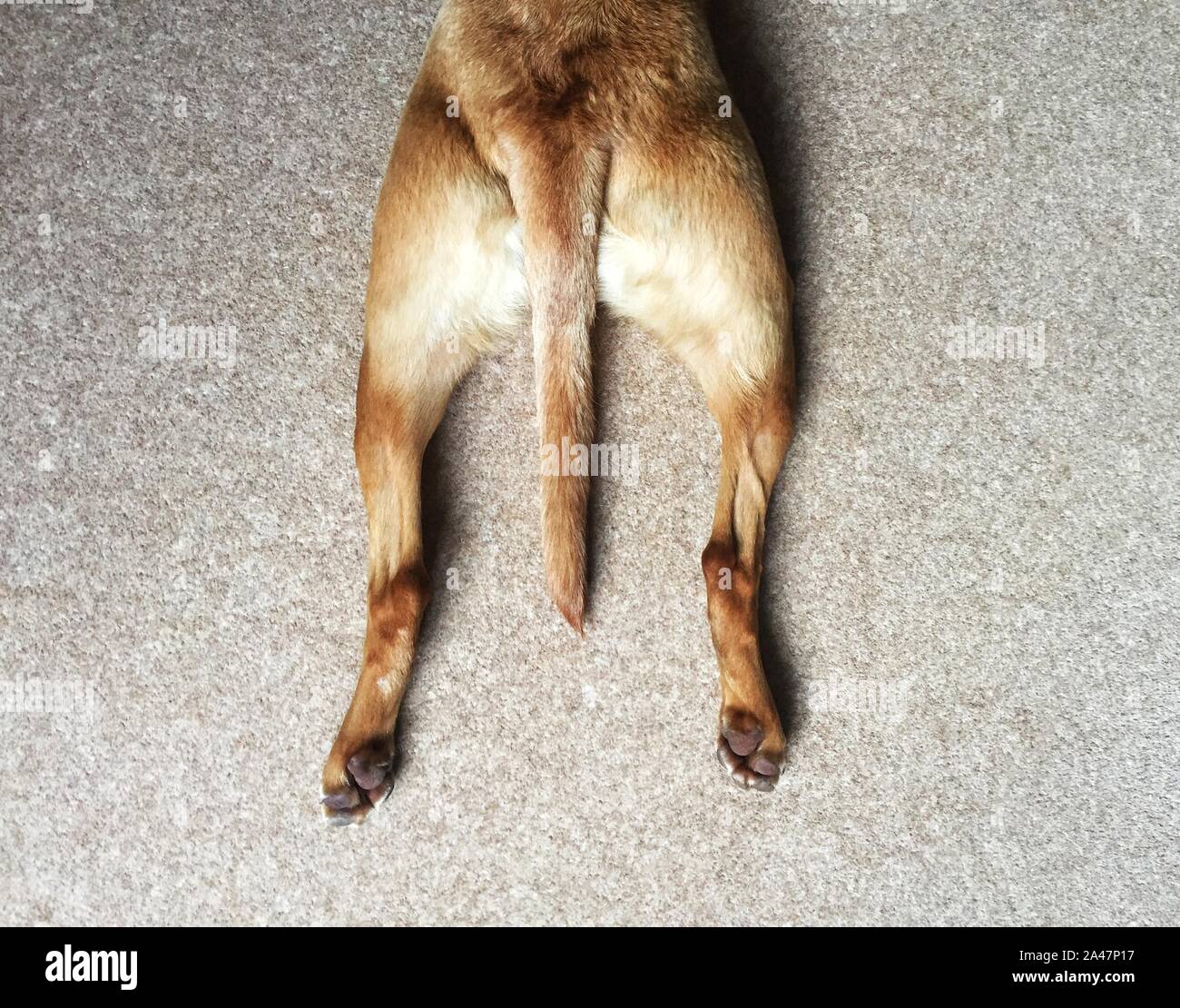 Guardando verso il basso a partire da sopra su le zampe posteriori di un cane che si allunga mentre la posa e splooting con spazio di copia Foto Stock