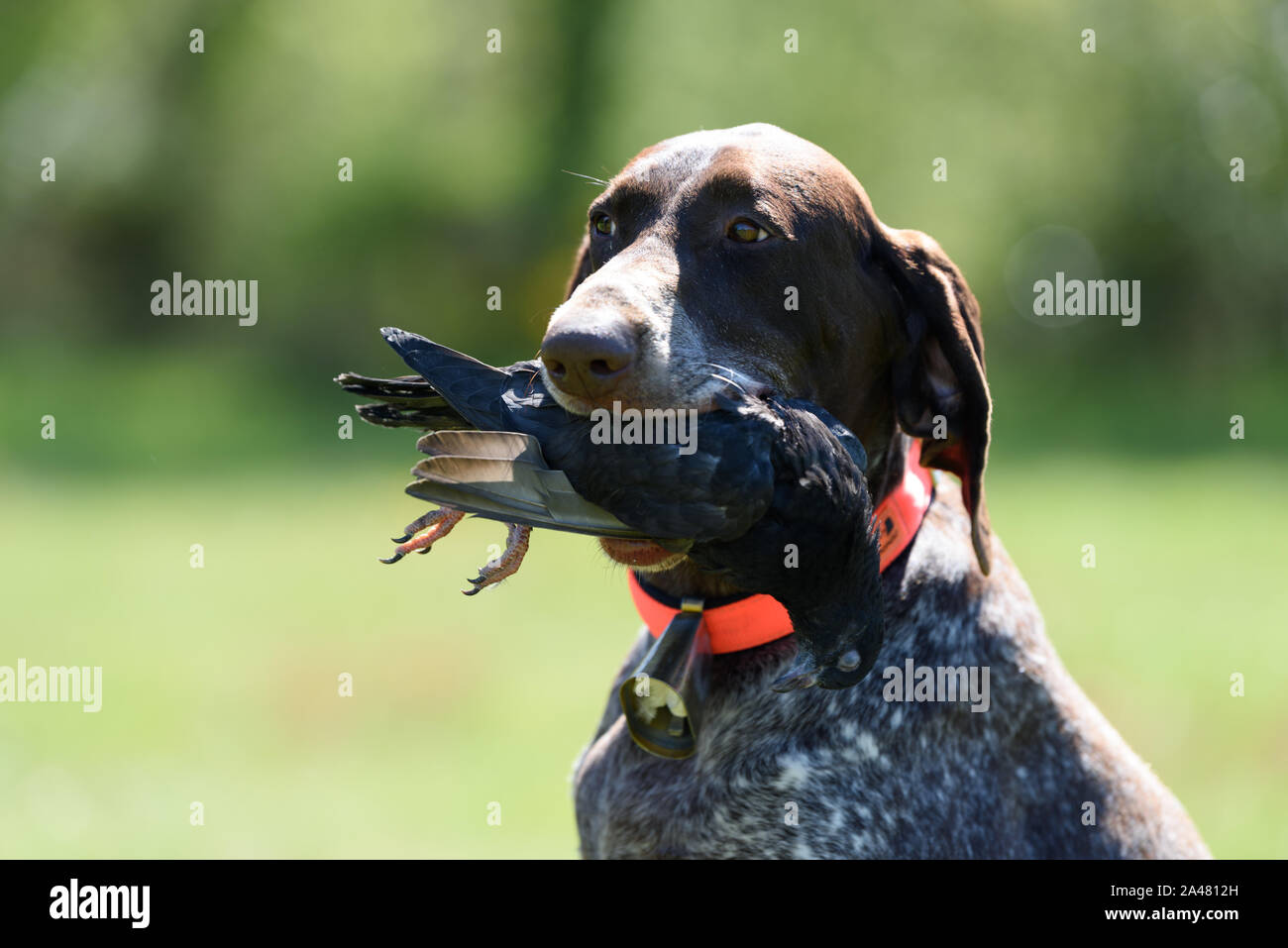 Cane tenendo una preda nella sua bocca Foto Stock