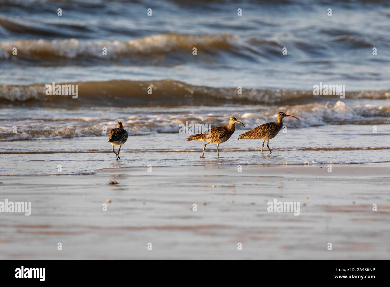 Bird su una spiaggia in Thailandia Foto Stock