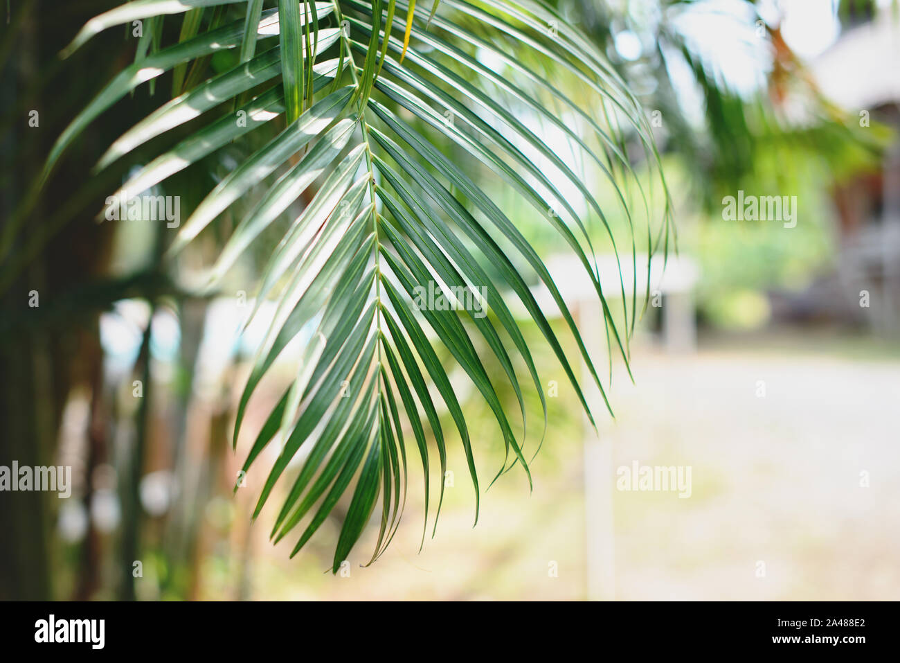 Tropical foglie di palma, sfondo sfocato. La luce del sole sulle foglie di palmo in estate. Foto Stock