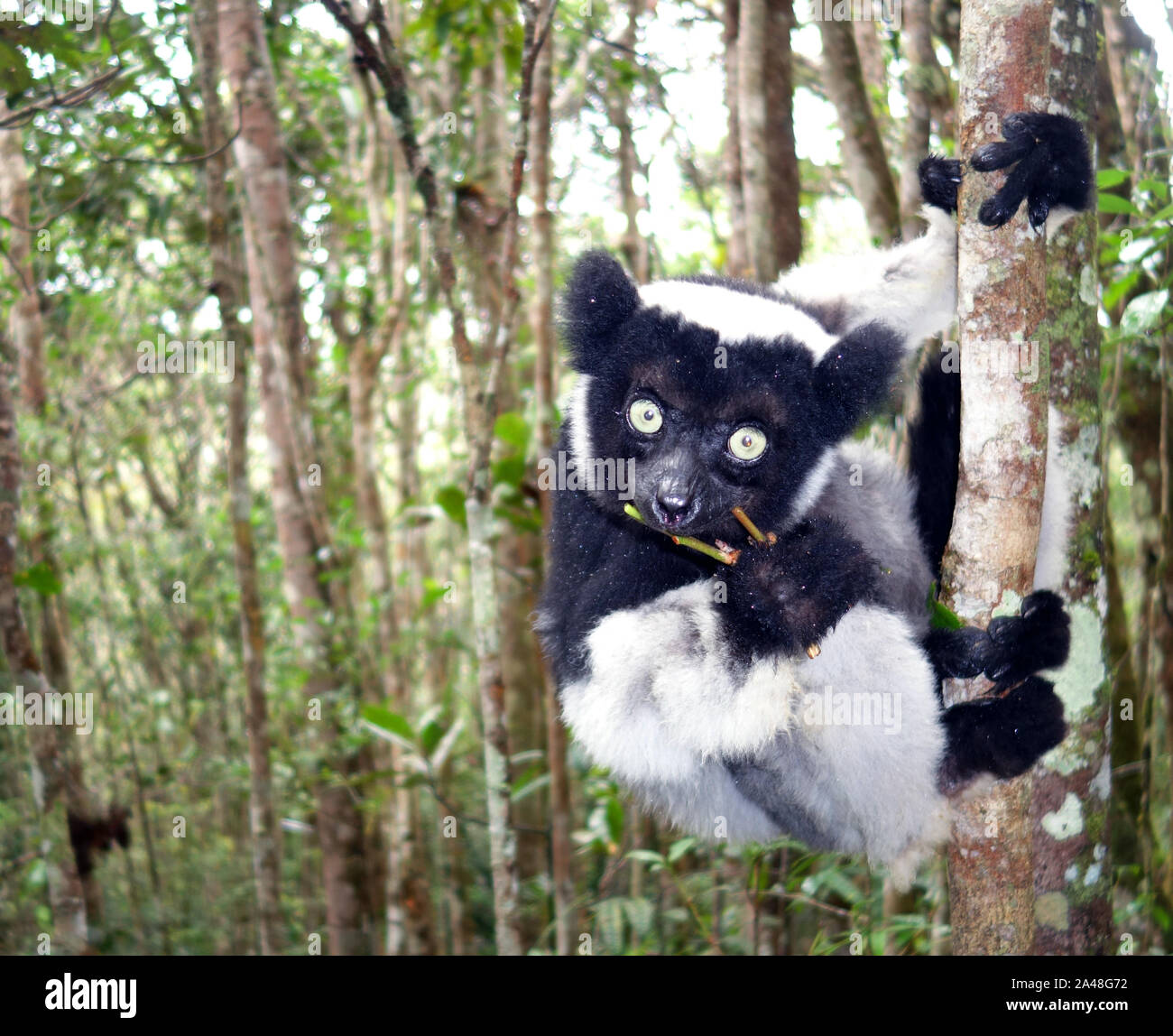 Wild lemure Indri Indri (Indri Indri), Parc Mitsinjo, Andasibe, Madagascar Foto Stock