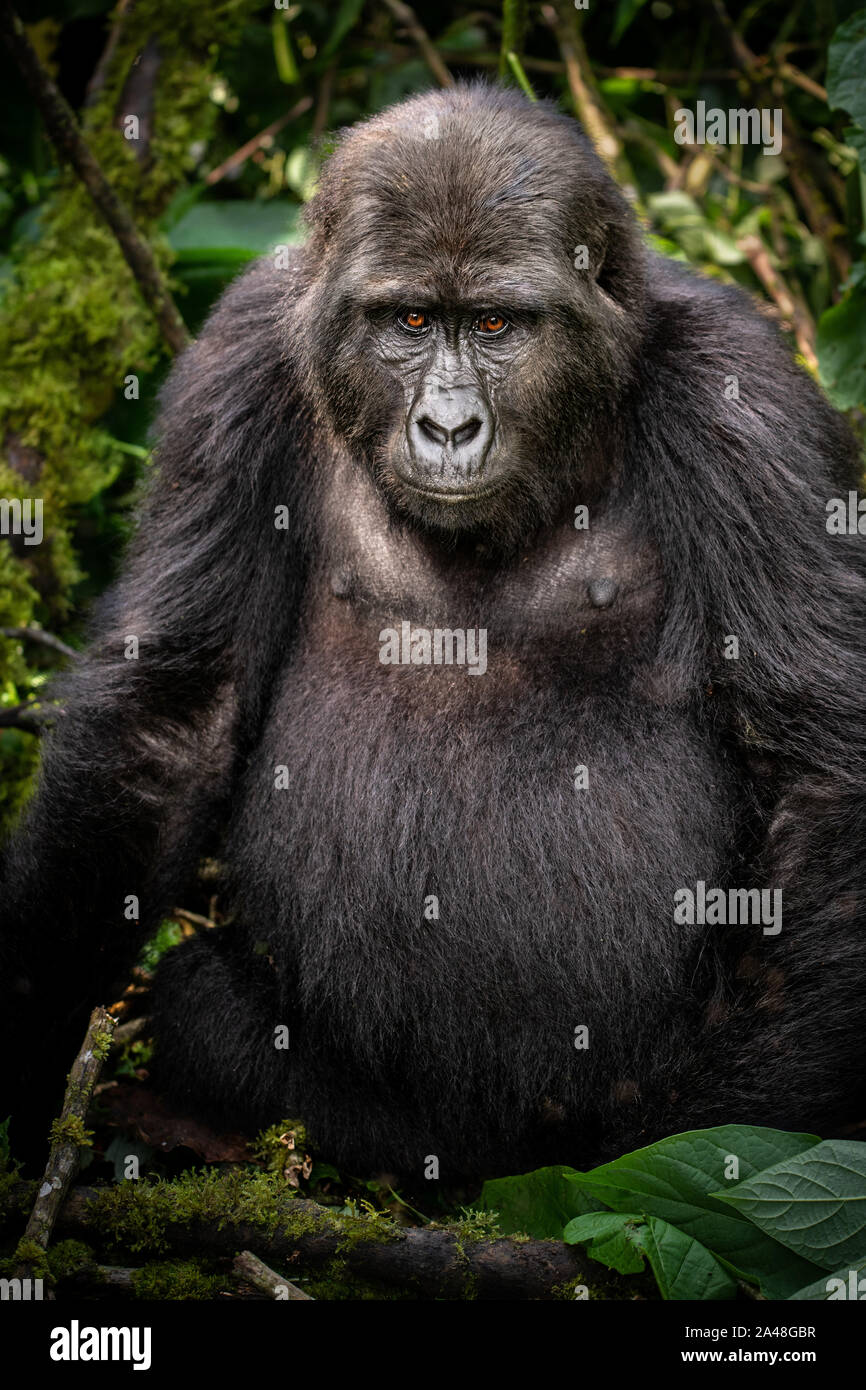 Wild i gorilla di montagna nella foresta impenetrabile di Bwindi dell Uganda. Foto Stock