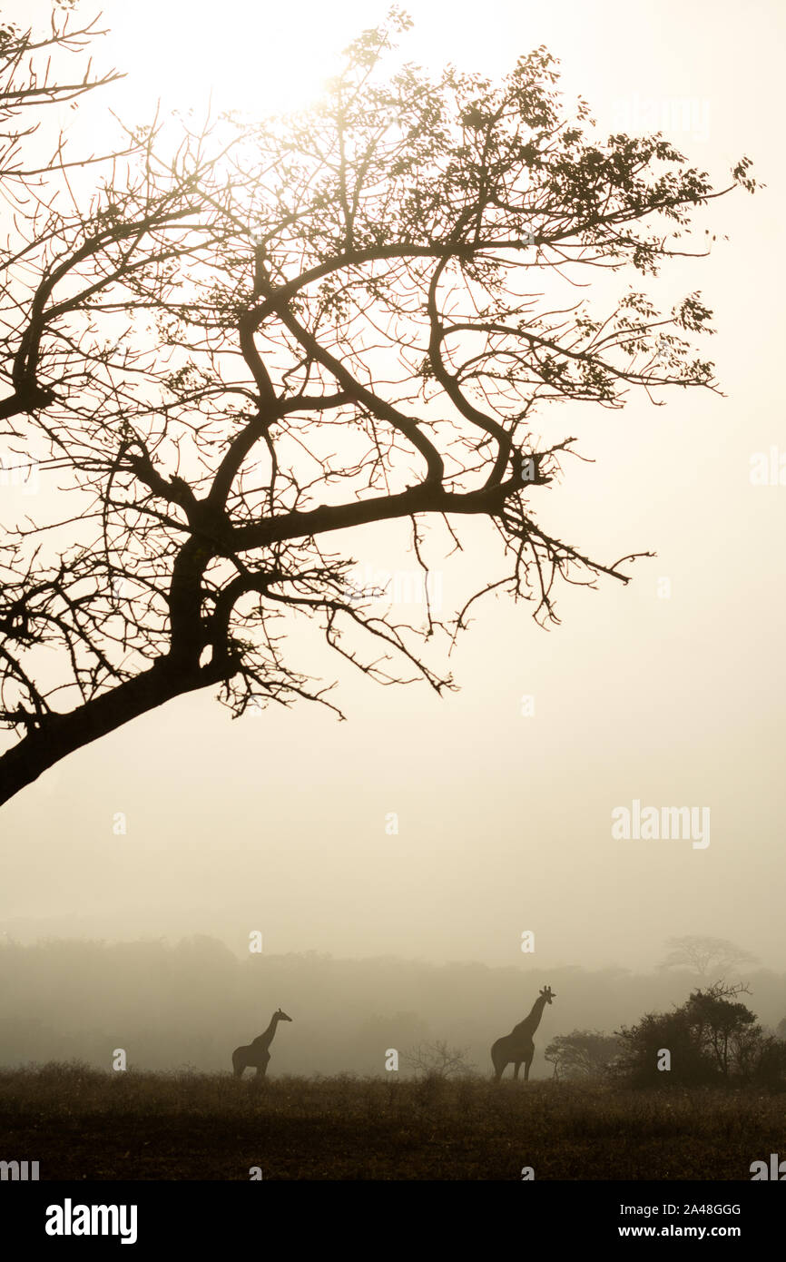 Giraffa meridionale in una nebbiosa mattina in Sud Africa. Foto Stock