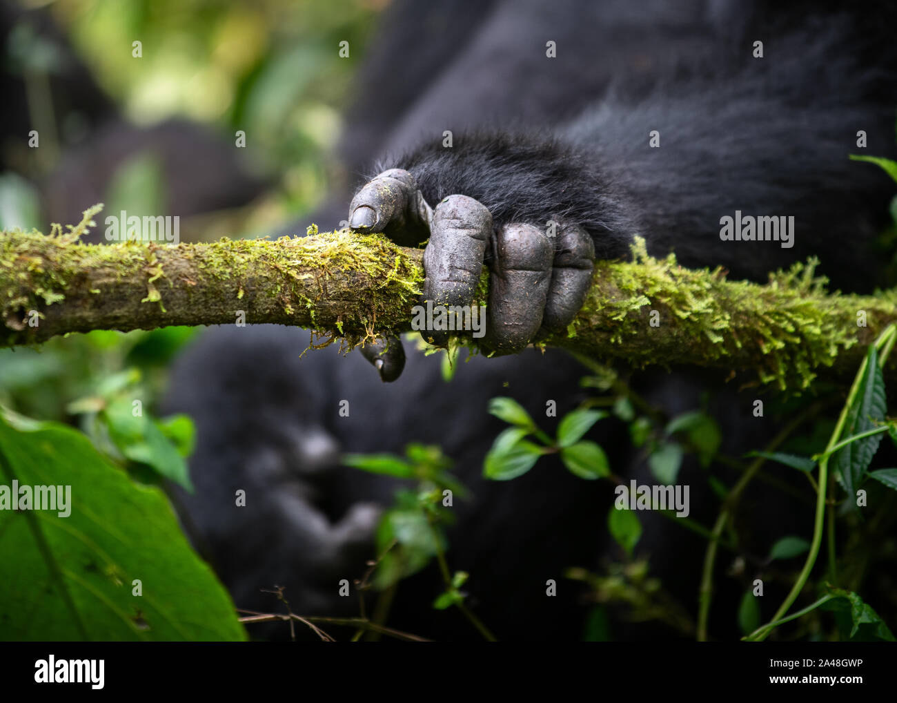 Wild i gorilla di montagna nella foresta impenetrabile di Bwindi dell Uganda. Foto Stock