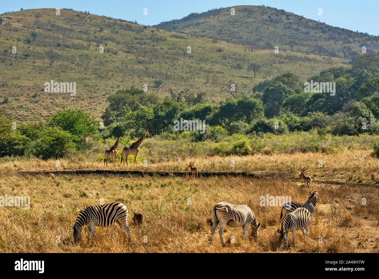 La varietà di flora e fauna di Imfolozi Riserva Naturale in Sud Africa. Foto Stock