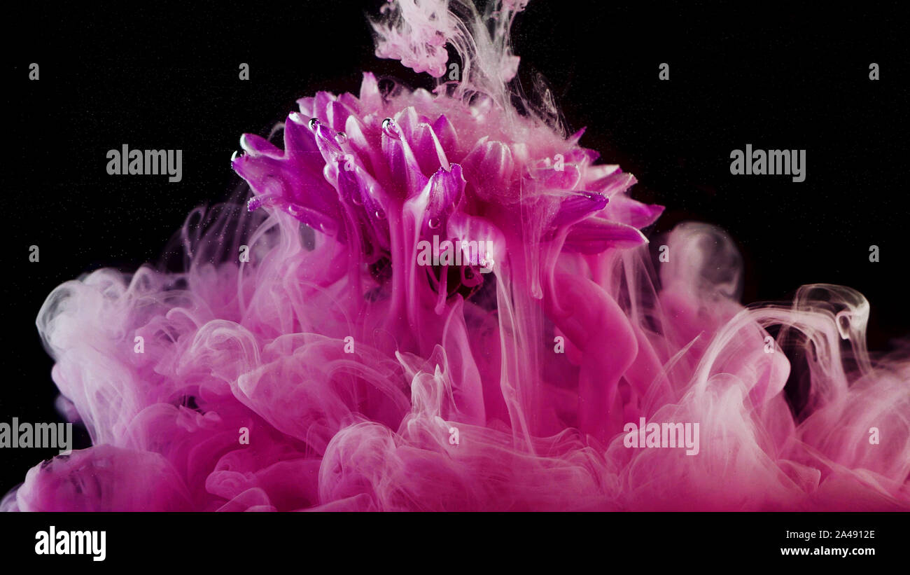 Schizzi di inchiostro colorato in acqua, colori luminosi. Creative e mix di colore, abstract volute di colori rosa su sfondo nero. Foto Stock