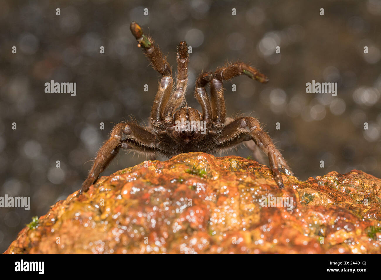 Tarantula Spider visto a Amboli,Maharashtra, India Foto Stock