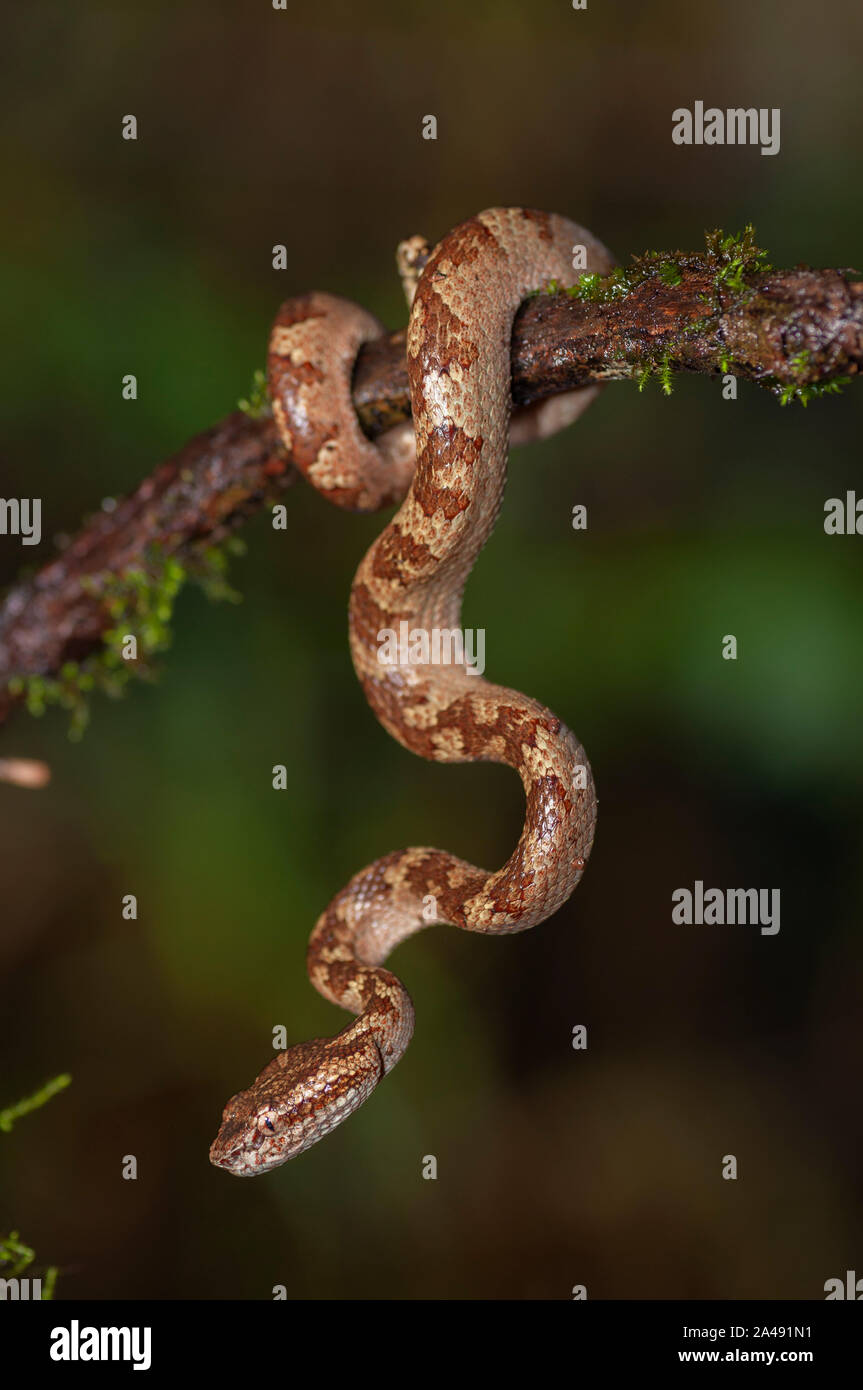 Il Malabar Rattlesnakes snake visto a Amboli,Maharashtra, India Foto Stock