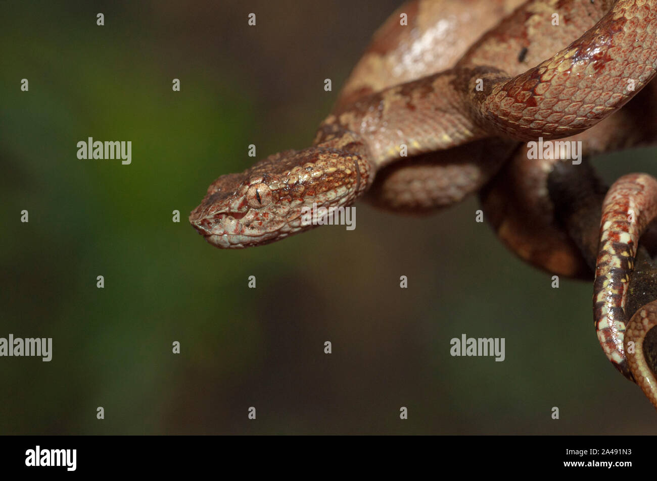Il Malabar Rattlesnakes snake visto a Amboli,Maharashtra, India Foto Stock