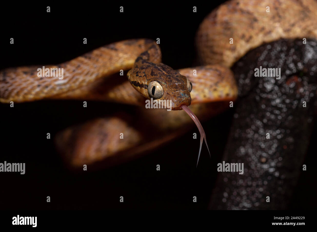 Cat serpente o Boiga specie visto a Amboli,Maharashtra, India Foto Stock