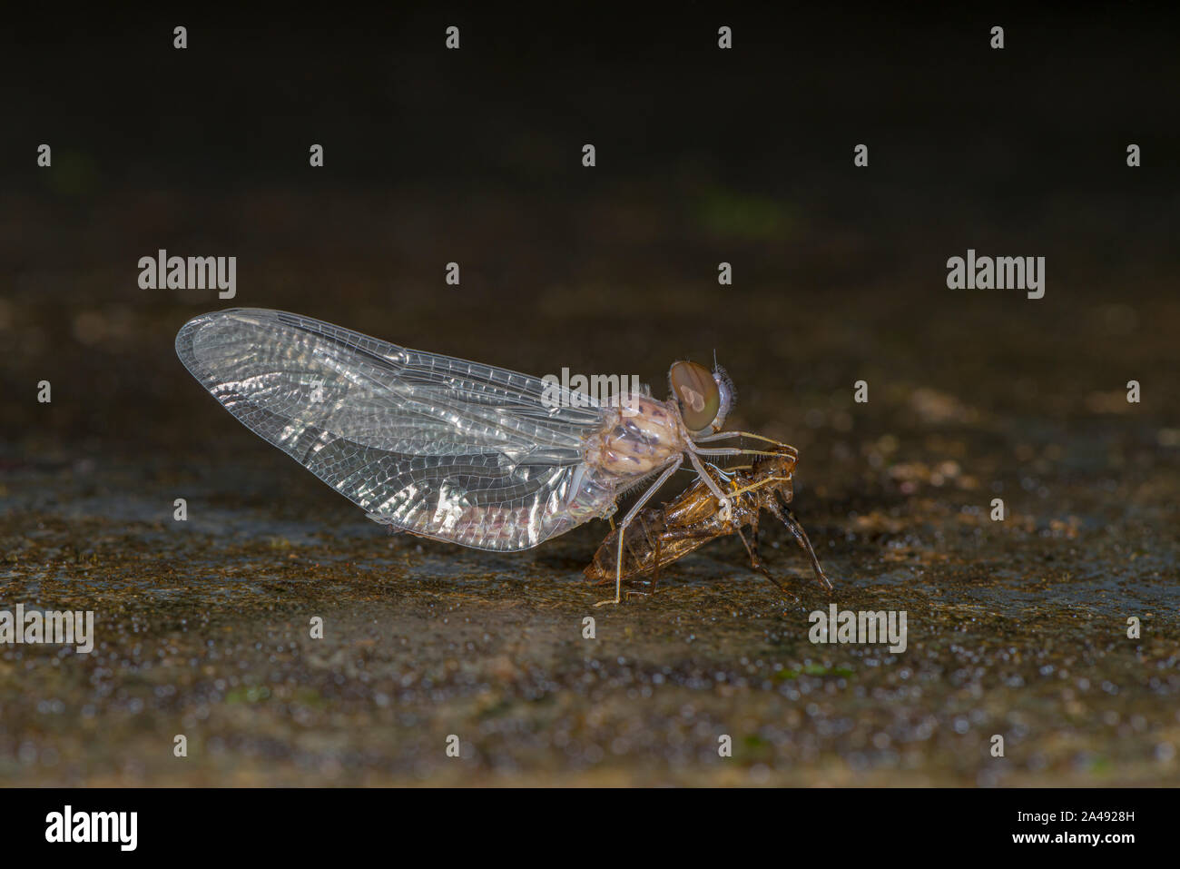 Dragonfly uscente di cellule Molt visto a Amboli,Maharashtra, India Foto Stock