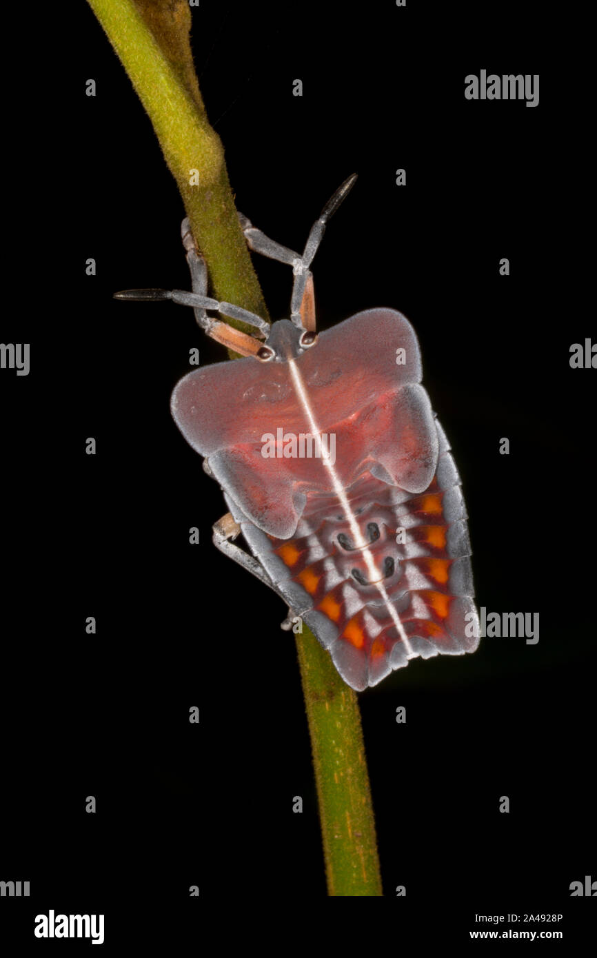 Bug Tesaratomid visto a Amboli,Maharashtra, India Foto Stock
