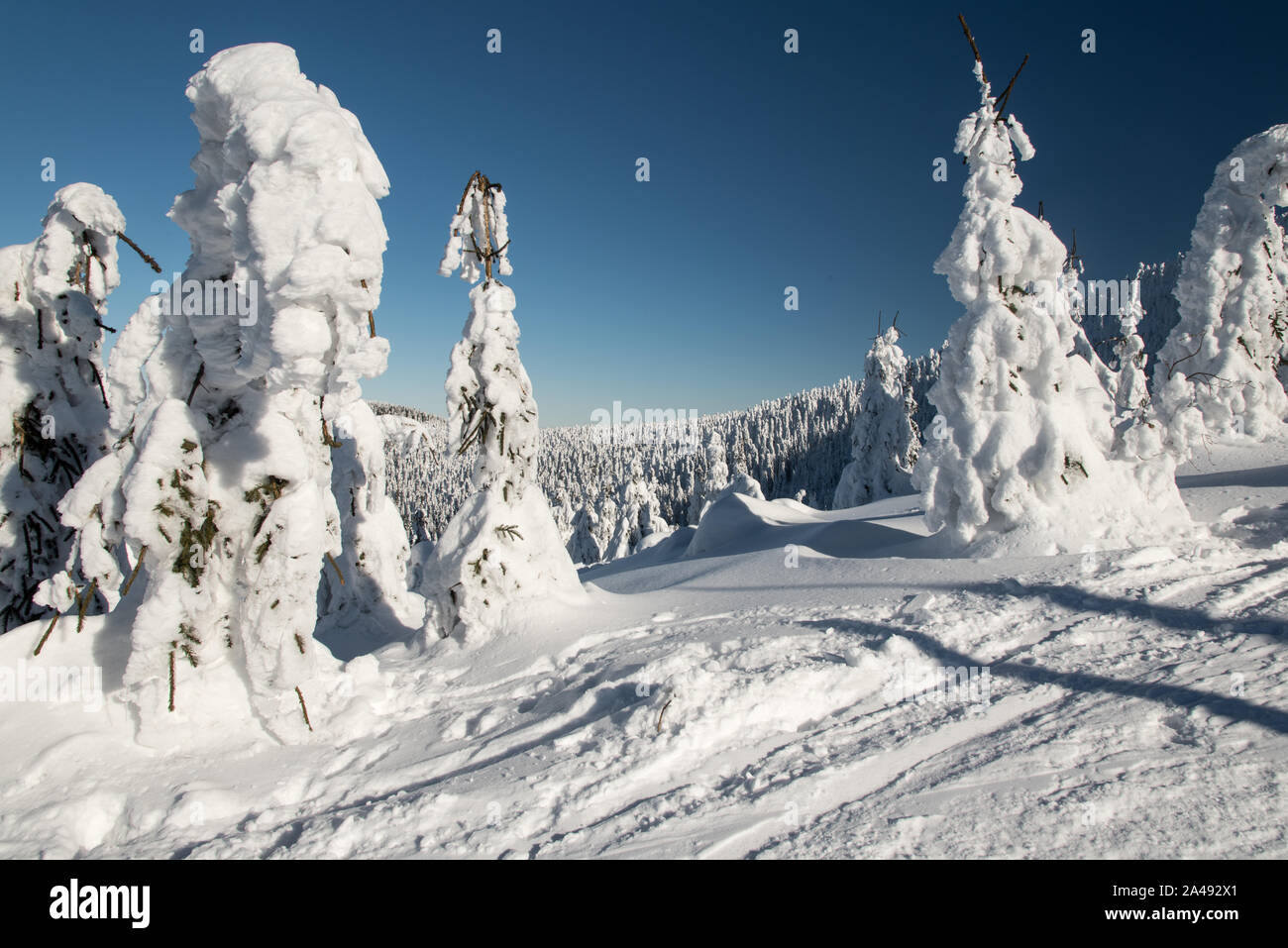 Il congelamento paesaggio invernale con cime di alberi e cielo chiaro bellow Lysa Hora hill in Moravskoslezske Beskydy montagne in Repubblica Ceca Foto Stock