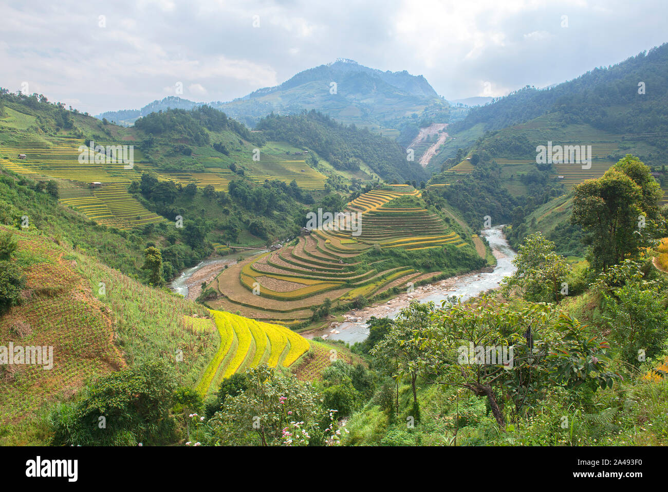 Verde, marrone, giallo e golden rice terrazza i campi in um Cang Chai, a nord-ovest del Vietnam Foto Stock