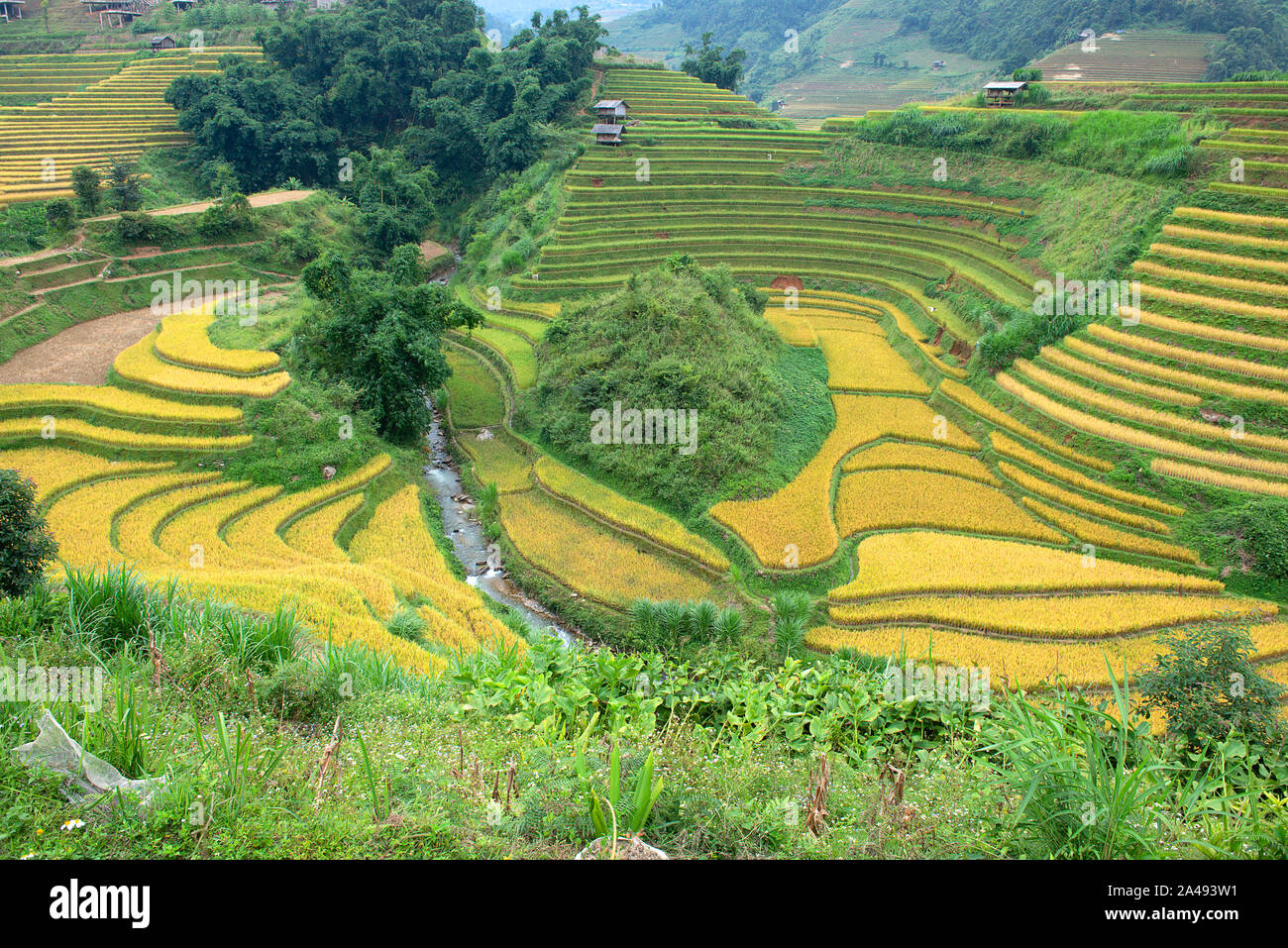 Verde, marrone, giallo e golden rice terrazza i campi in um Cang Chai, a nord-ovest del Vietnam Foto Stock