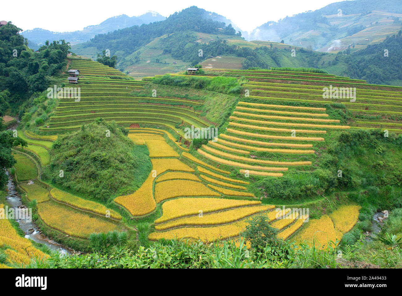 Verde, marrone, giallo e golden rice terrazza i campi in um Cang Chai, a nord-ovest del Vietnam Foto Stock