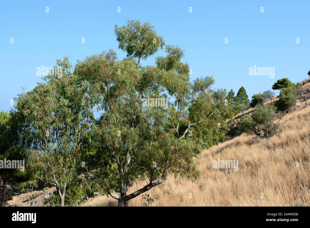 La pendenza della La Rocca montagna vicino a Cefalù città su una soleggiata giornata estiva. Sicilia, Italia Foto Stock