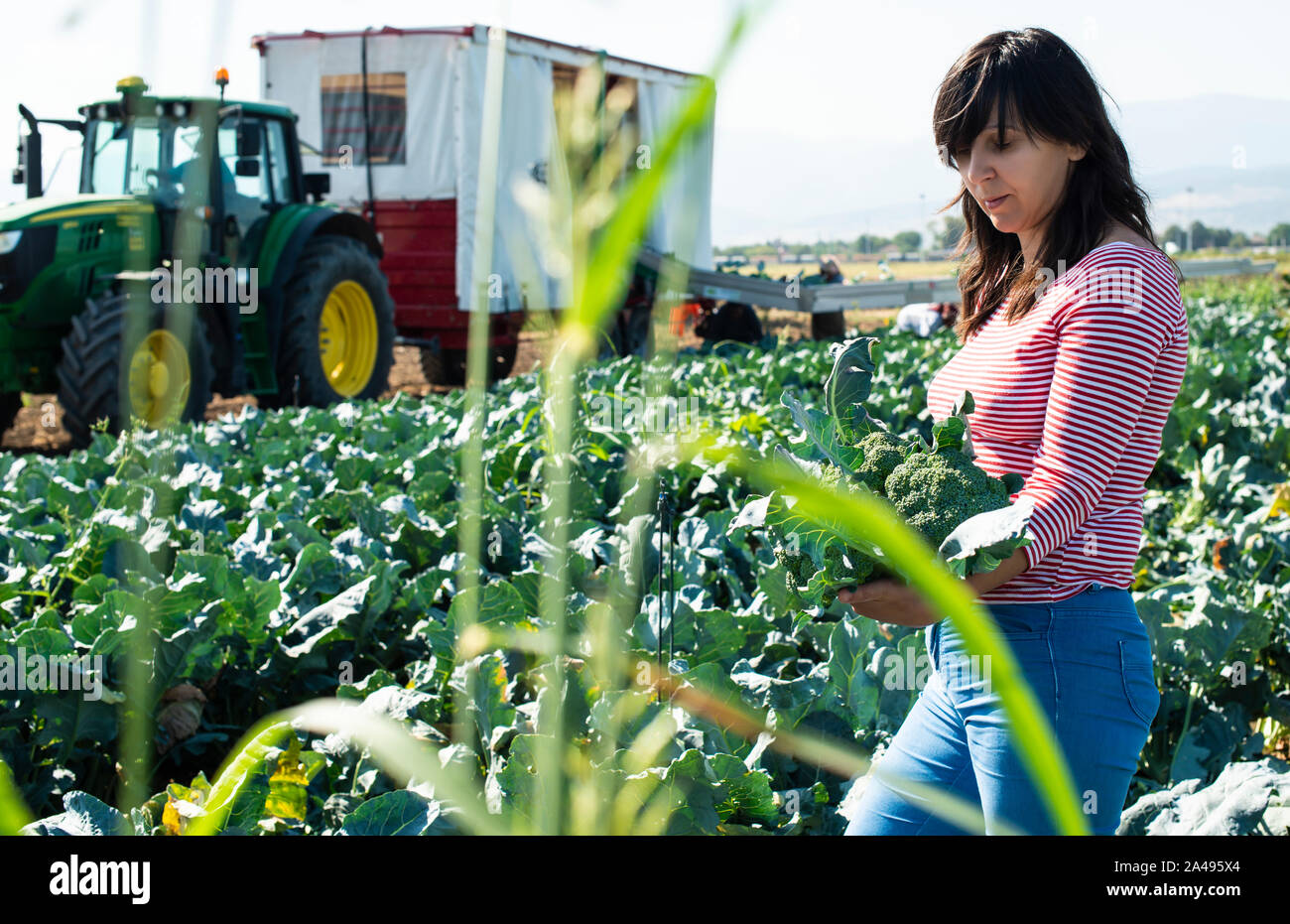 Lavoratore mostra broccoli su Plantation. Il prelievo di broccoli. Il trattore e la piattaforma automatizzata di broccoli grande giardino. Giornata di sole. Donna tenere testa di broccoli. Foto Stock