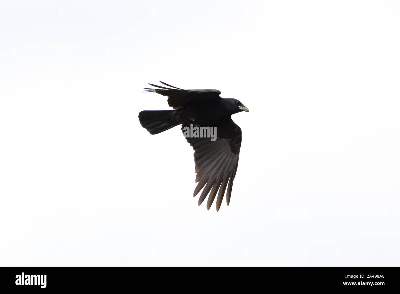 Silhouette isolato nero naturale corvo imperiale (Corvus corone) in volo Foto Stock