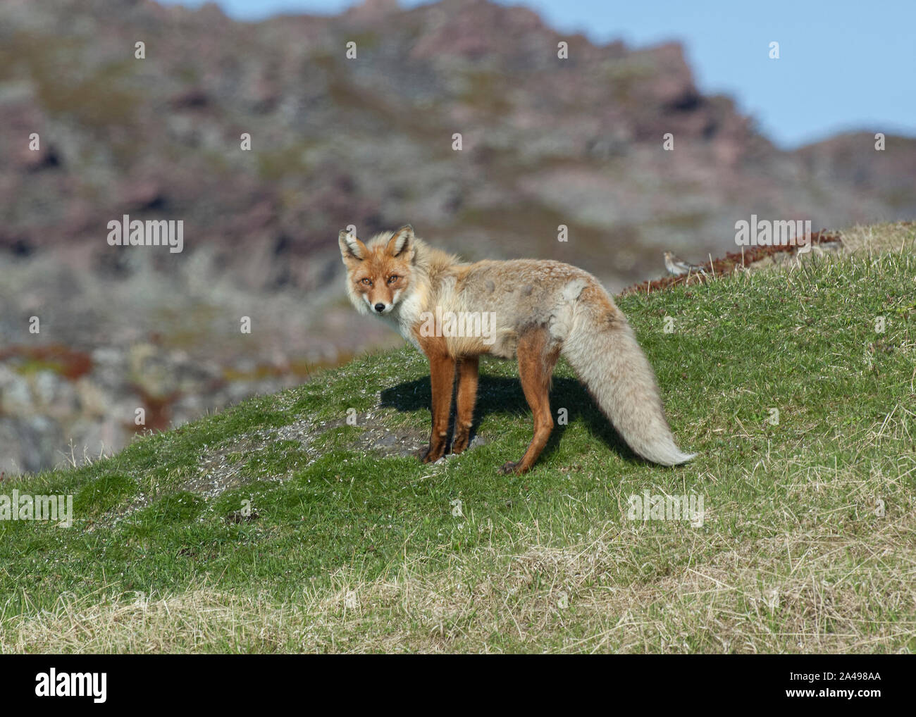 Red Fox (Vulpes vulpes vulpes) lavaggio sul bordo del villaggio di Kiberg, Varanger, Arctic Norvegia Foto Stock