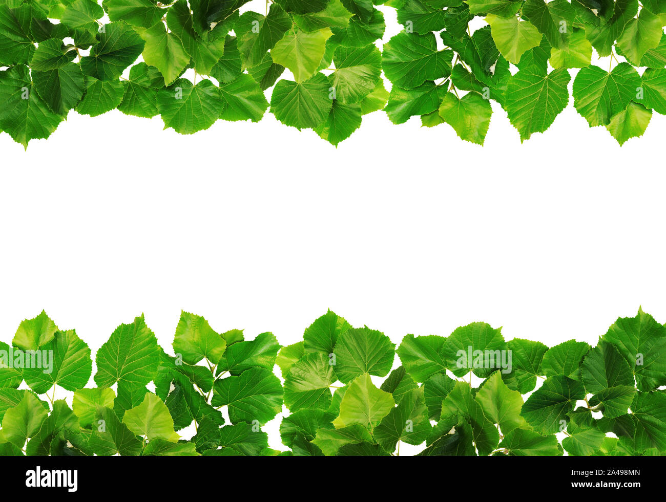 Linden lascia formando una doppia fila di verde intorno ad una zona di colore bianco. Foto Stock