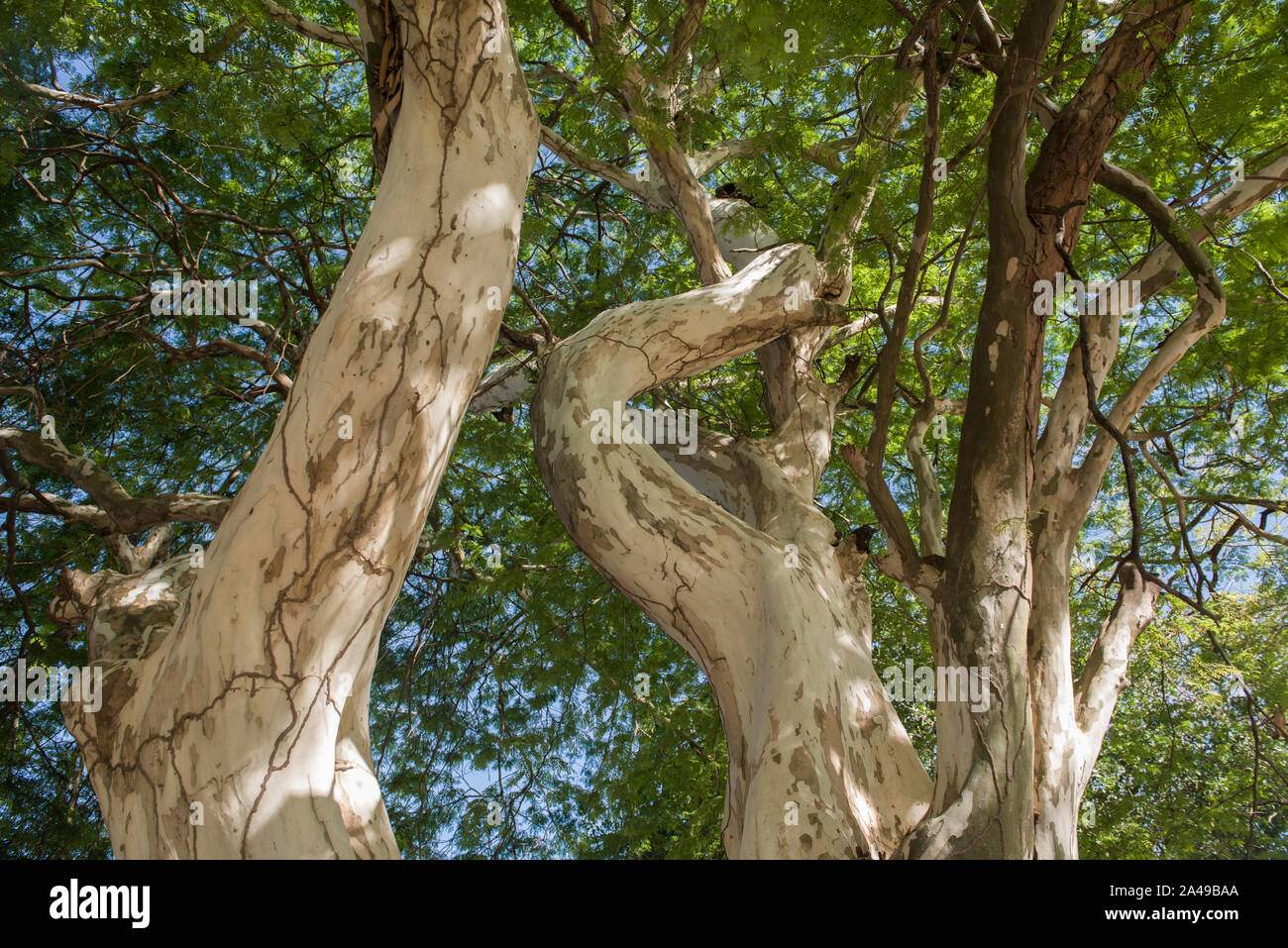 Ferrea Libidibia, precedentemente Caesalpinia ferrea, e comunemente noto come Pau Ferro, Brasiliano ironwood, Morado o leopard, ad albero è un albero si trovano in Brasile Foto Stock