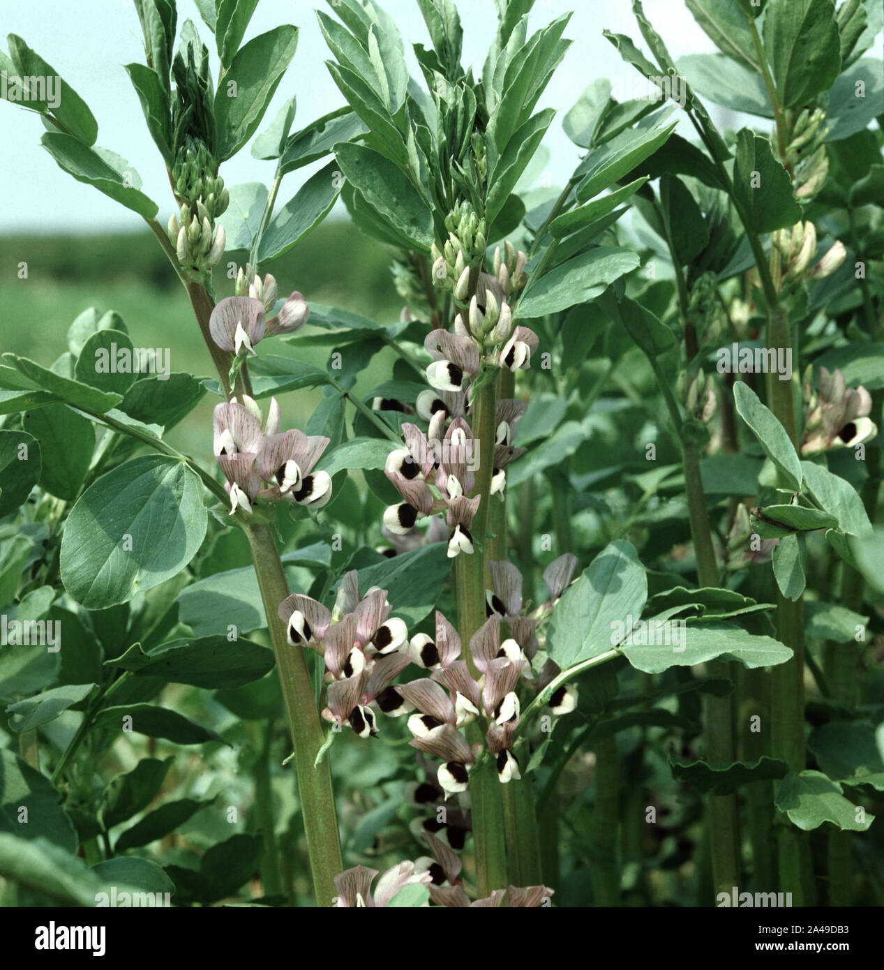 Un raccolto di campo o Fave (Vicia faba) fioritura. Utilizzati per la nutrizione degli animali e come un raccolto di rottura per sostituire il terreno i livelli di azoto Foto Stock