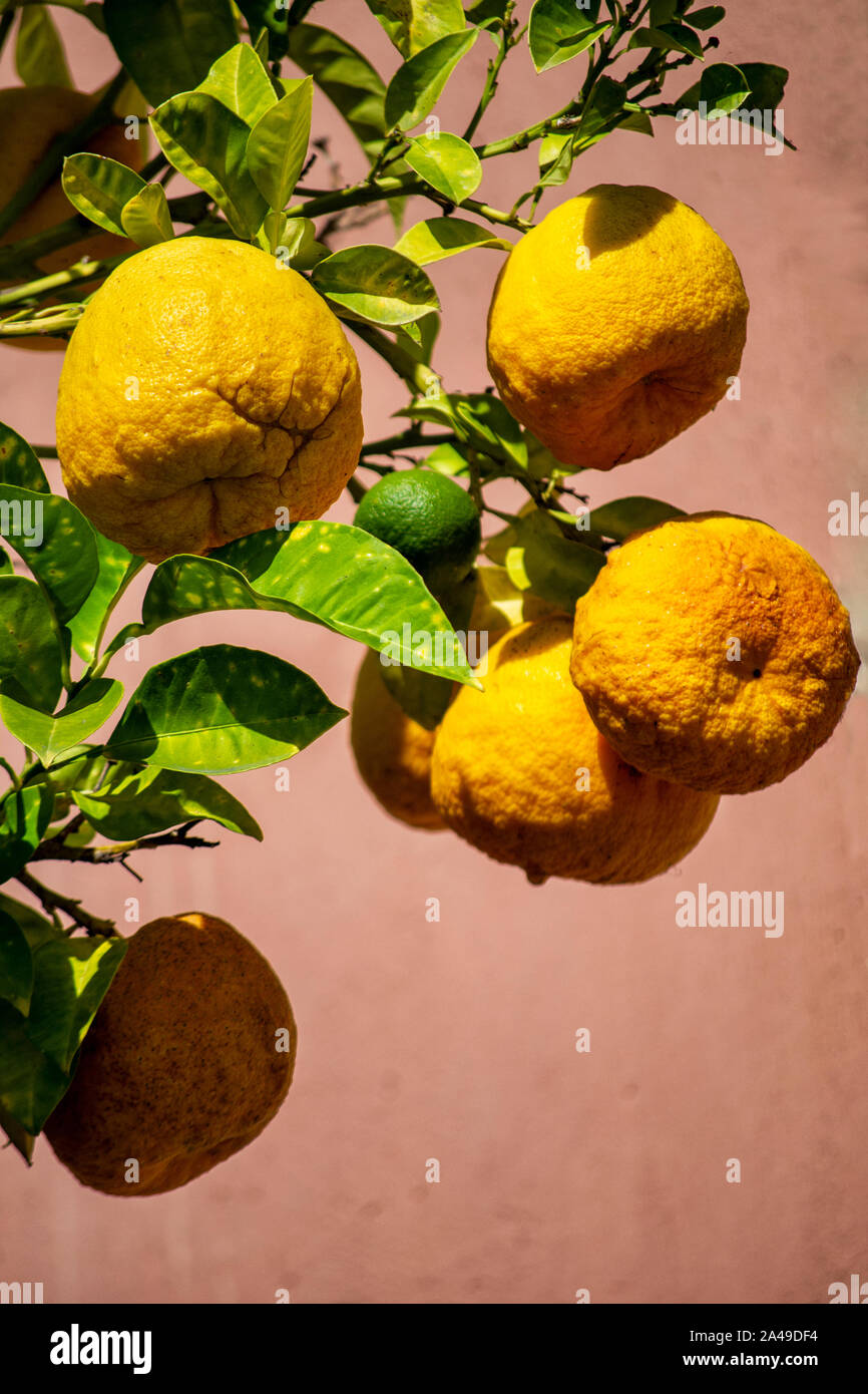 Giallo limone su un albero con sfondo rosa - italiano agricoltura naturale Foto Stock