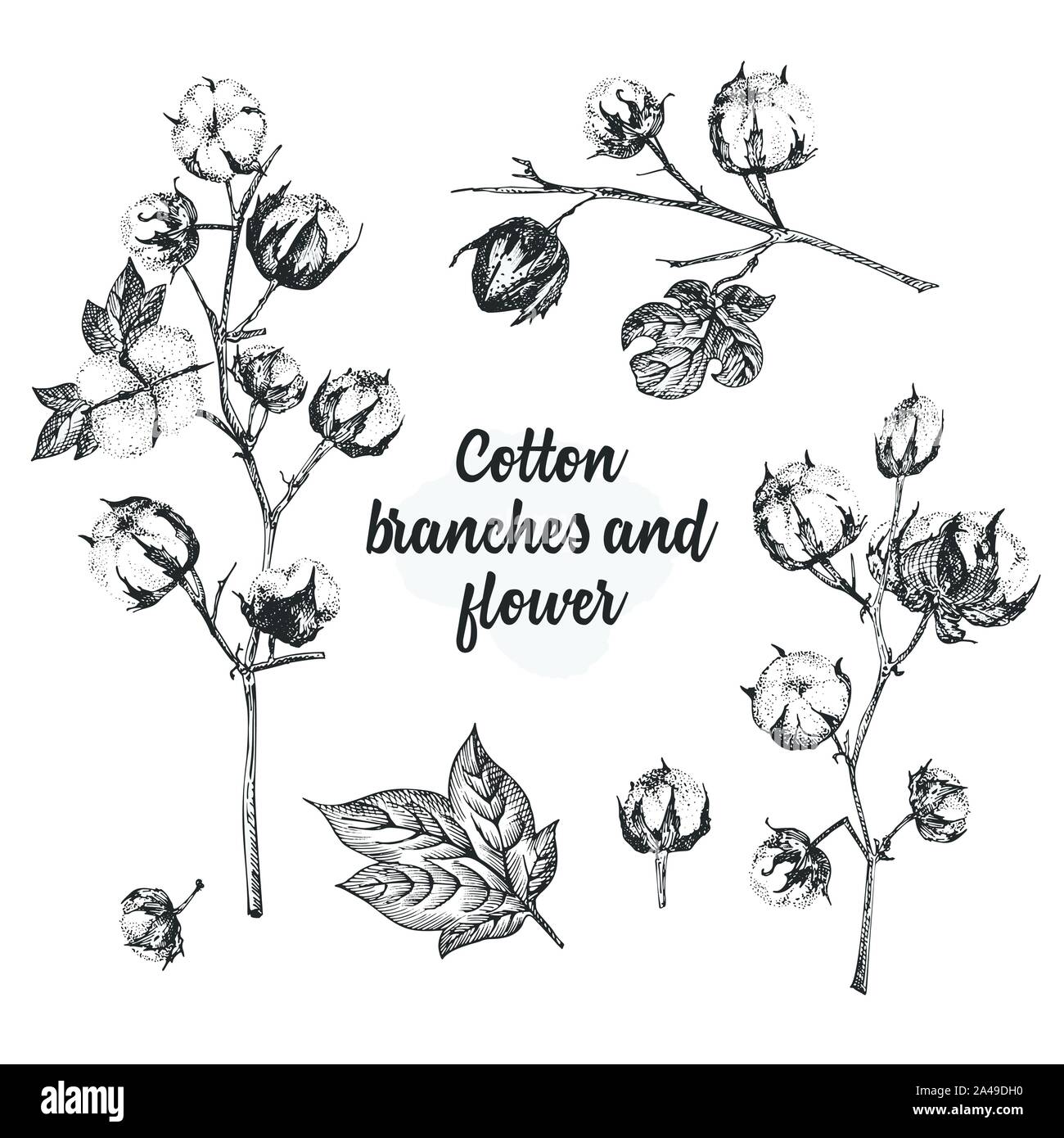 Set di ramoscelli, fiori e foglie di una pianta di cotone. Mano-bozzetto illustrazione botanica. Stile di incisione. Bianco e nero illustrazione. Illustrazione Vettoriale