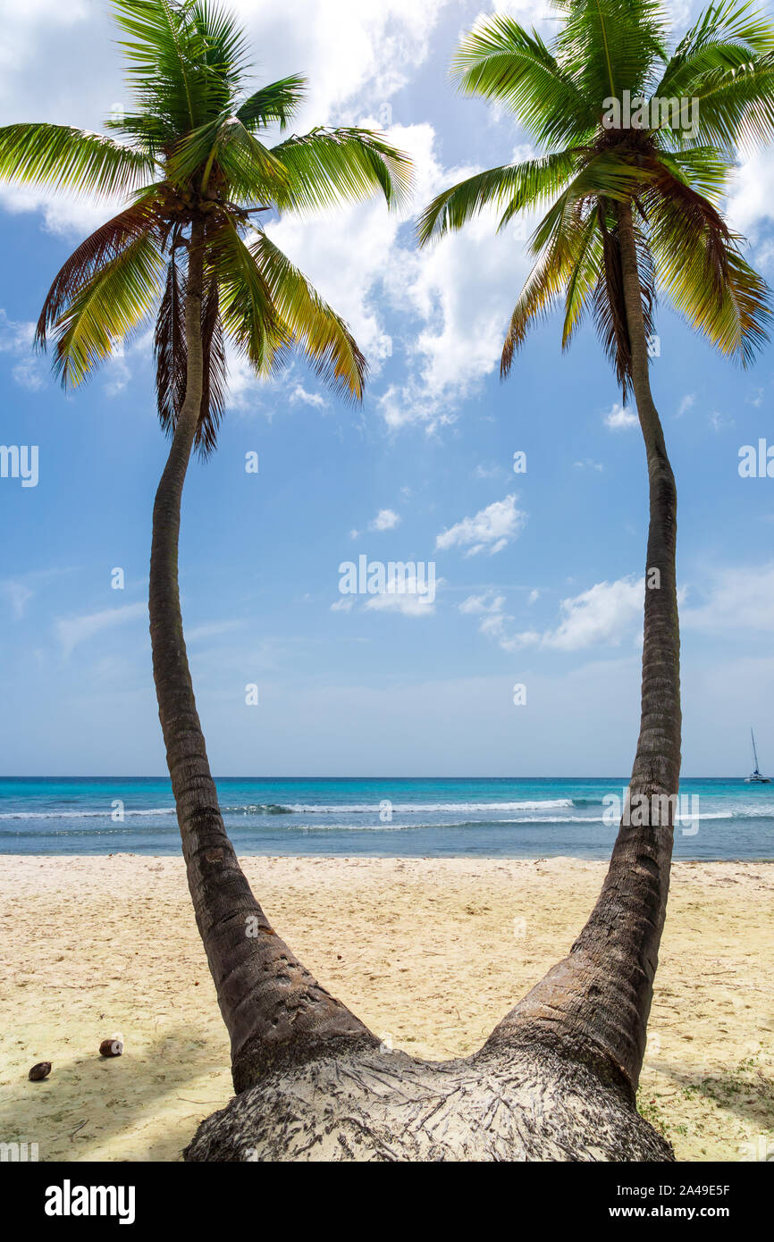 Bella spiaggia tropicale e due palme di cocco che soggiornano compresi. Vacanza e concetto di vacanza. Foto Stock