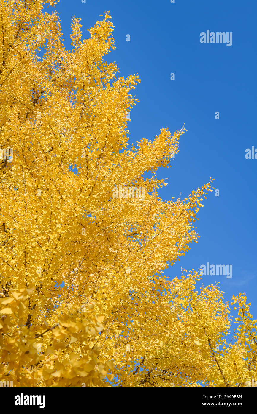 Bellissimi alberi di gingko con il giallo oro le foglie in autunno e cielo blu. Foto Stock