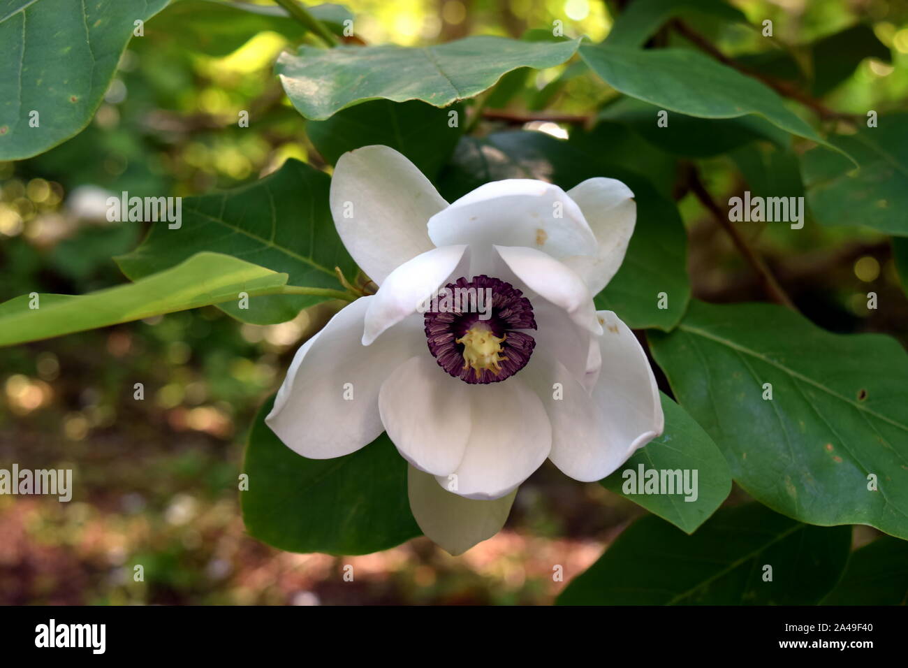 Siebold della Magnolia, Magnolia Sieboldii Foto Stock