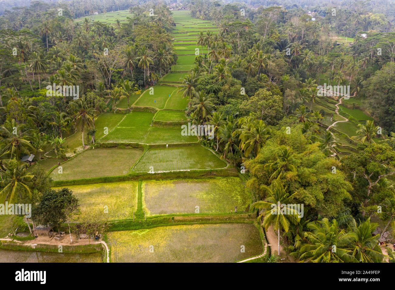 Antenna fuco immagine di Tegallalang le risaie, nei pressi di Ubud a Bali, in Indonesia Foto Stock
