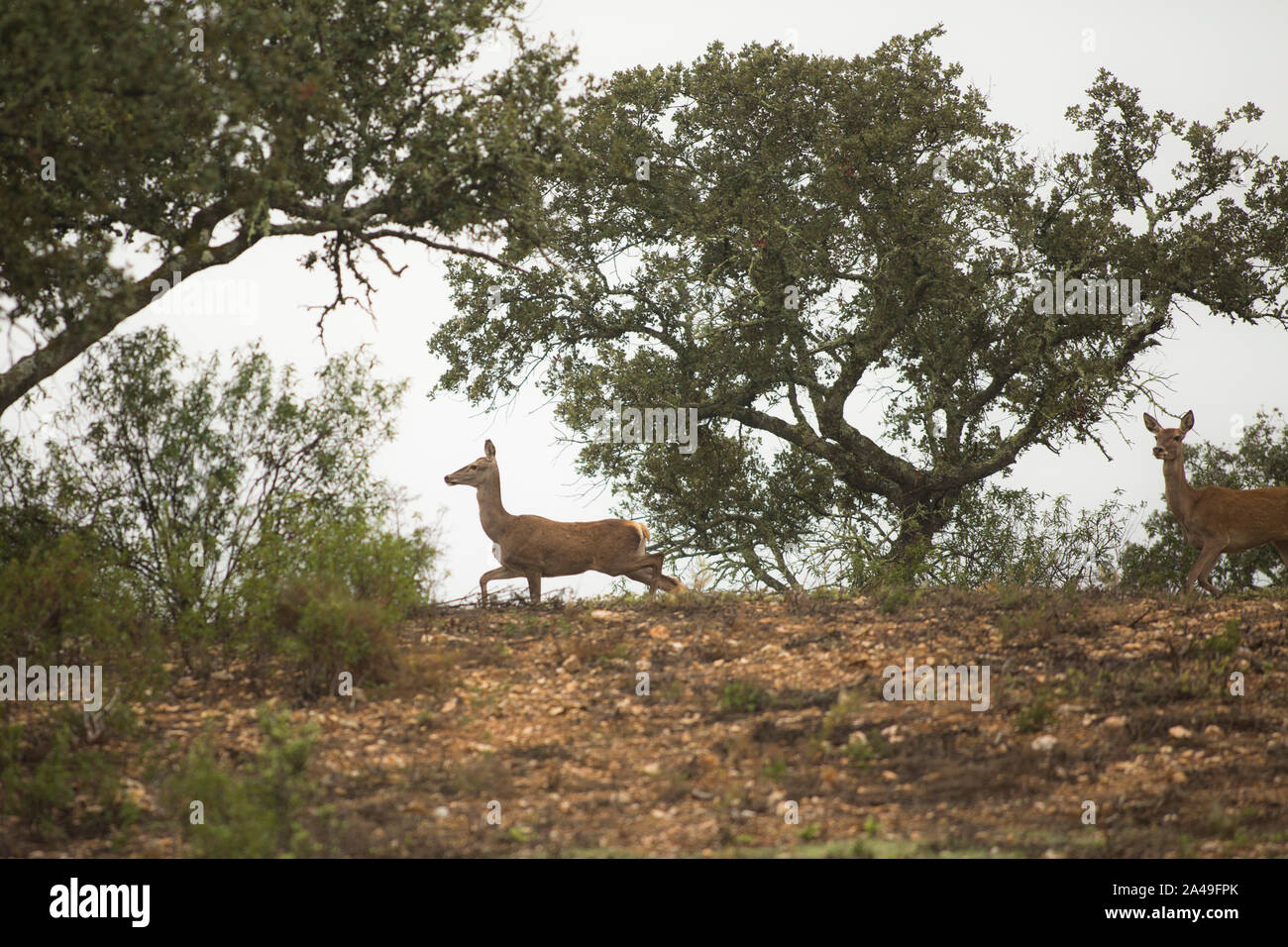 Parco naturale internazionale del tejo immagini e fotografie stock ad ...