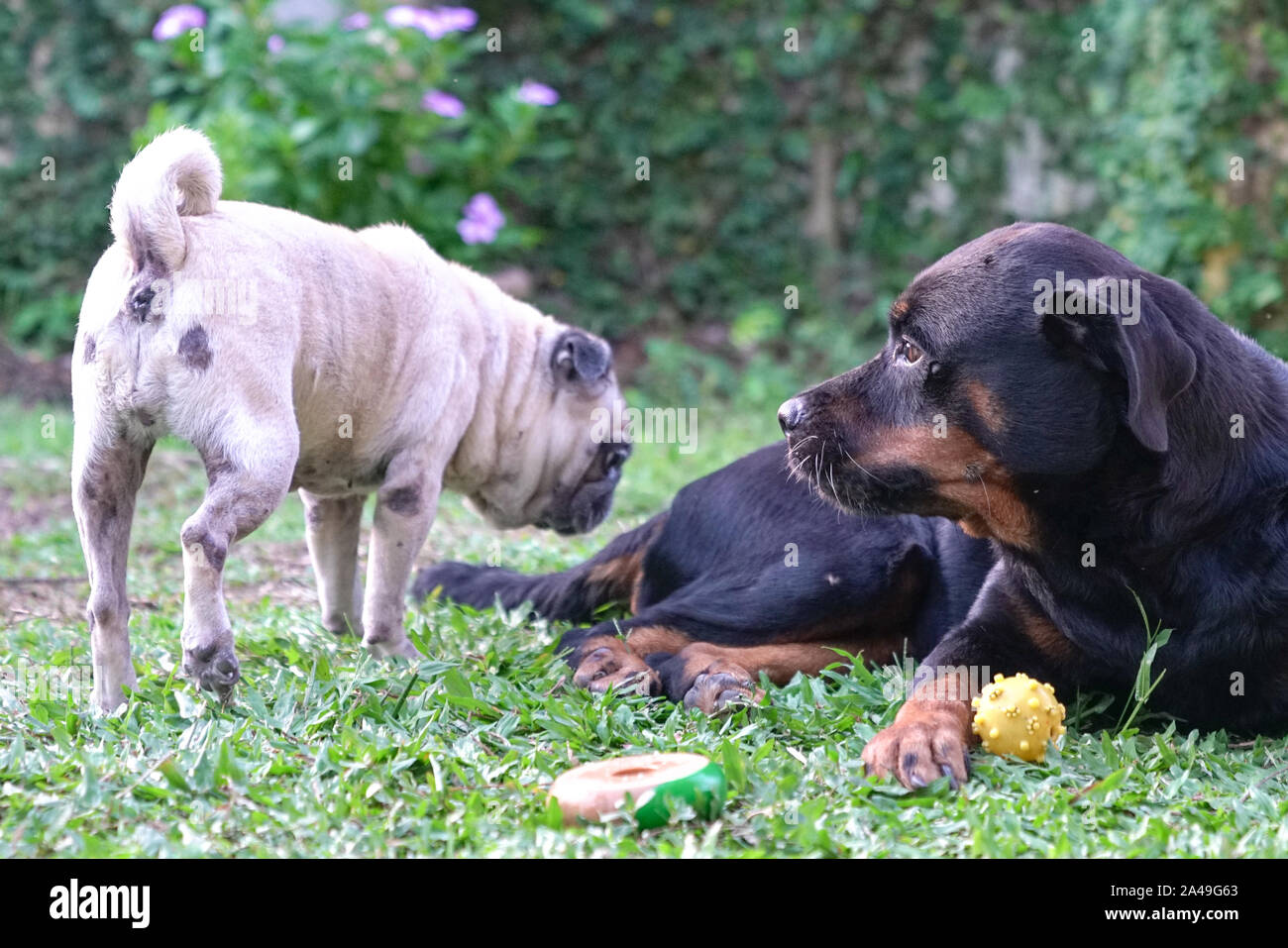 Rottweiler e Pug Cani giocando nel giardino. Buoni amici e buddy concetto. Foto Stock