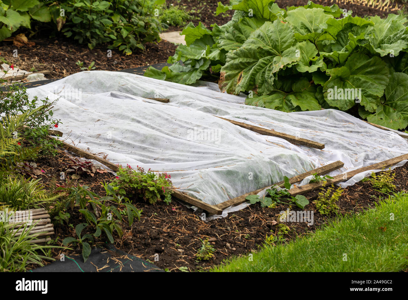 Garden fleece proteggere le piante dal gelo su un giardino di assegnazione nel Regno Unito Foto Stock