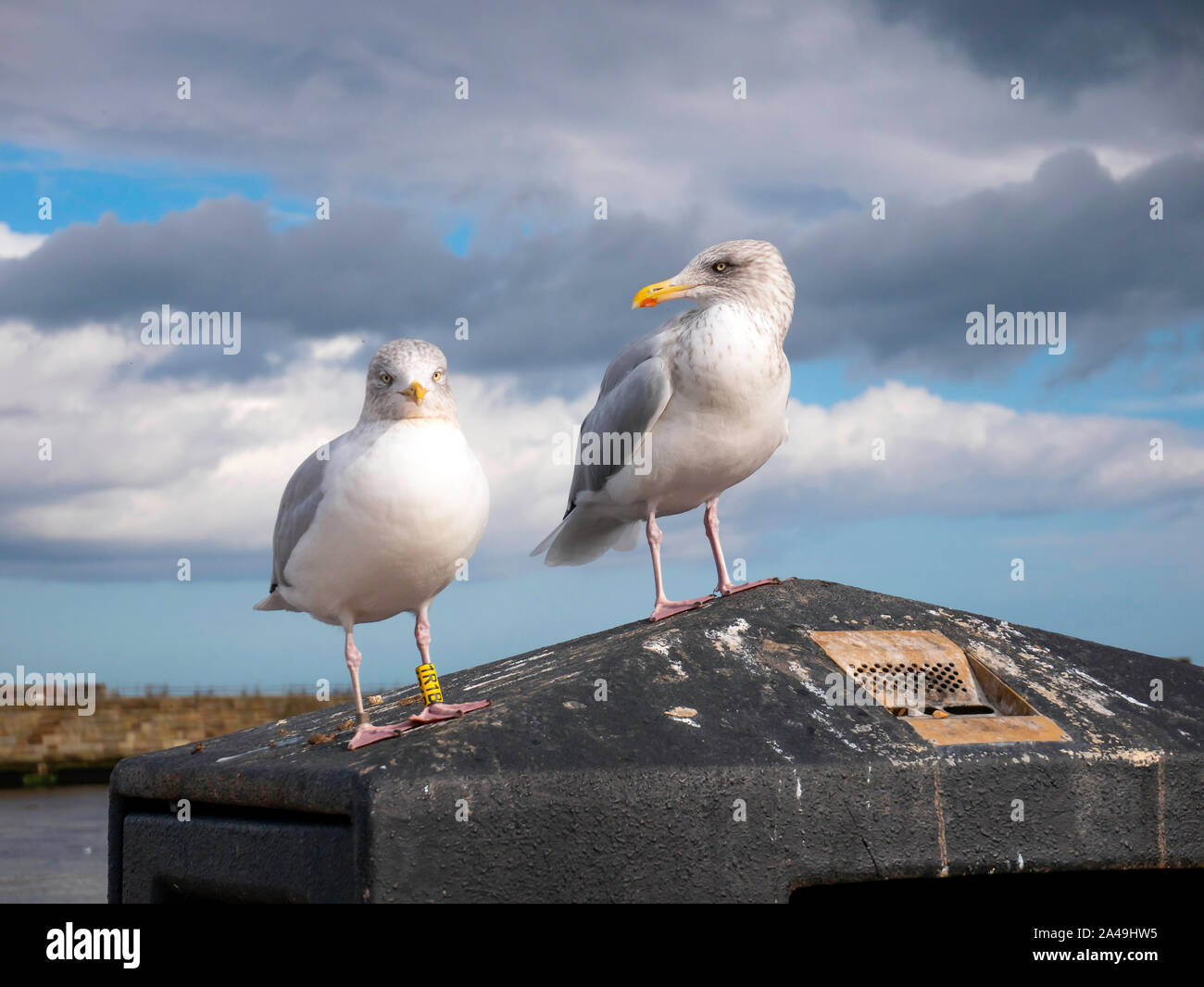 Due gabbiani reali Larus argentatus uno con BTO gamba giallo gli anelli 1R1B a Whitby North Yorkshire England Regno Unito Foto Stock