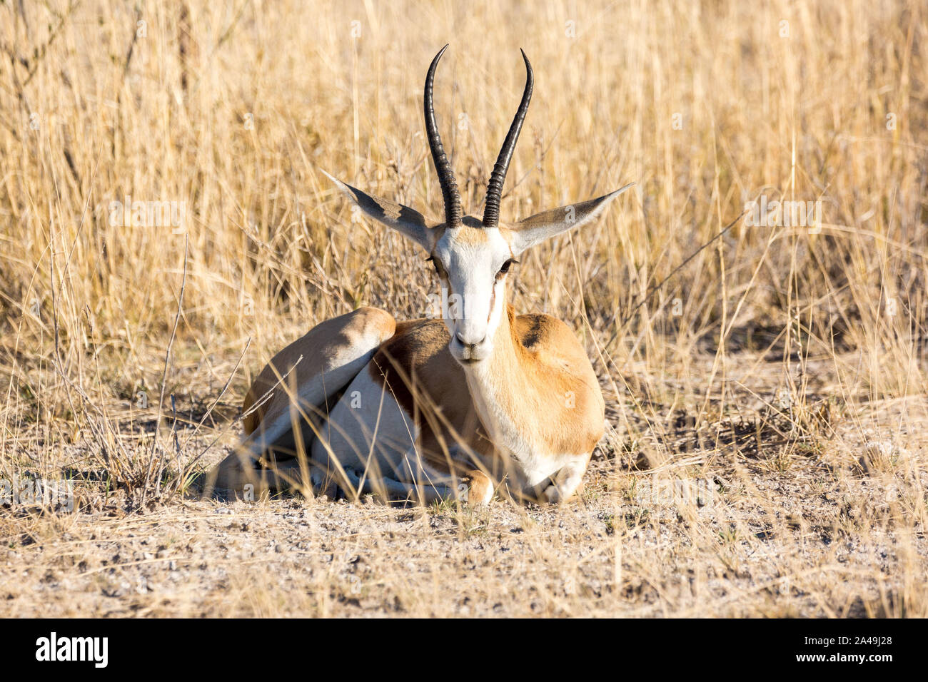 Un unico springbok giacente in erba e guardando nella telecamera, Etosha, Namibia, Africa Foto Stock