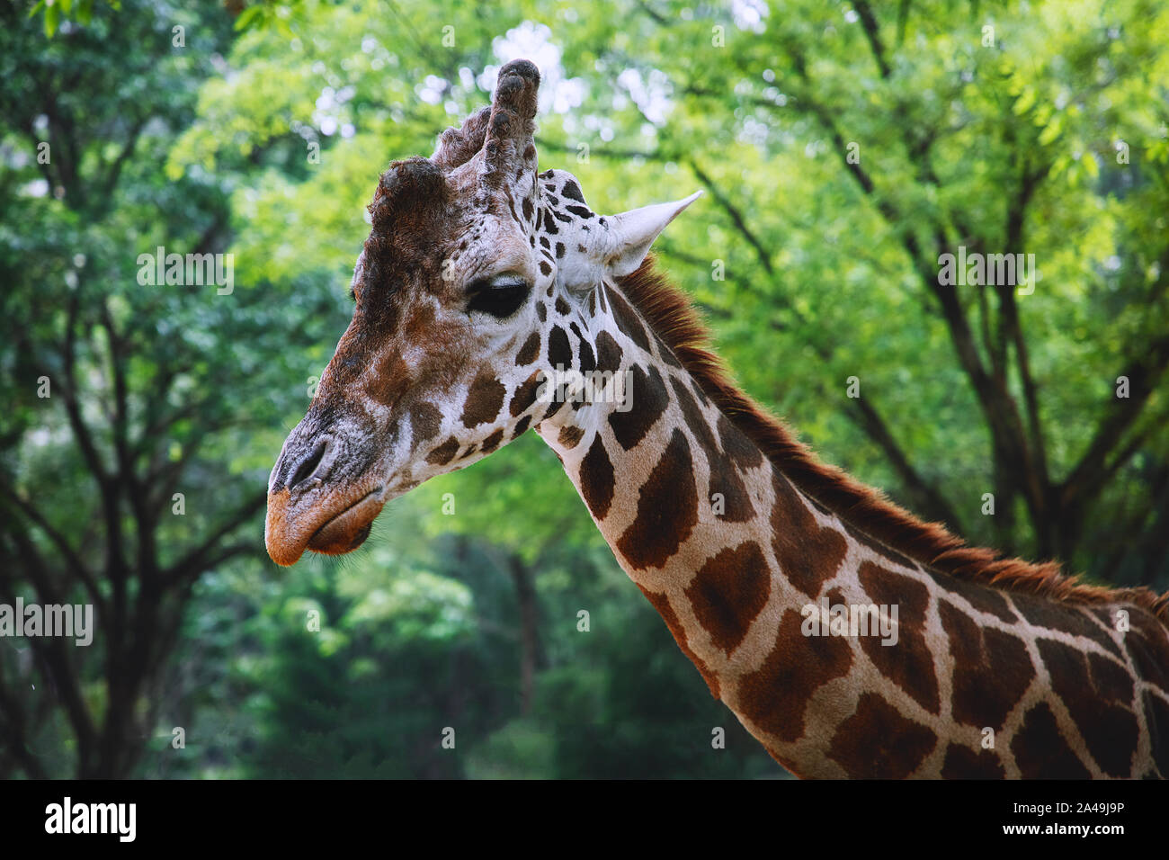 Carino Girafe Foto Stock