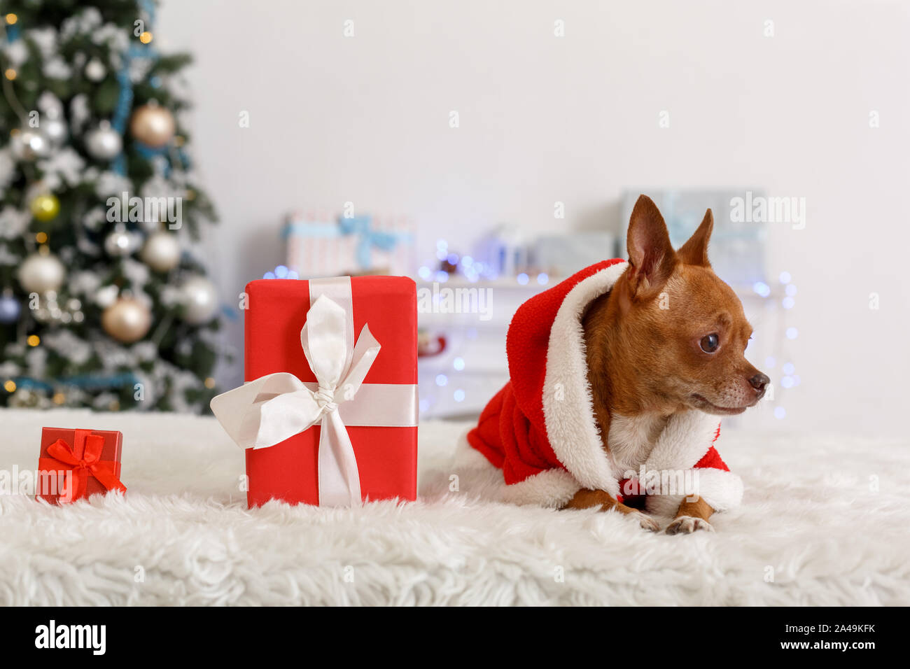 Natale. Camera decorata con cane indossando il costume di santa sdraiato sul divano guardando presenta curioso Foto Stock