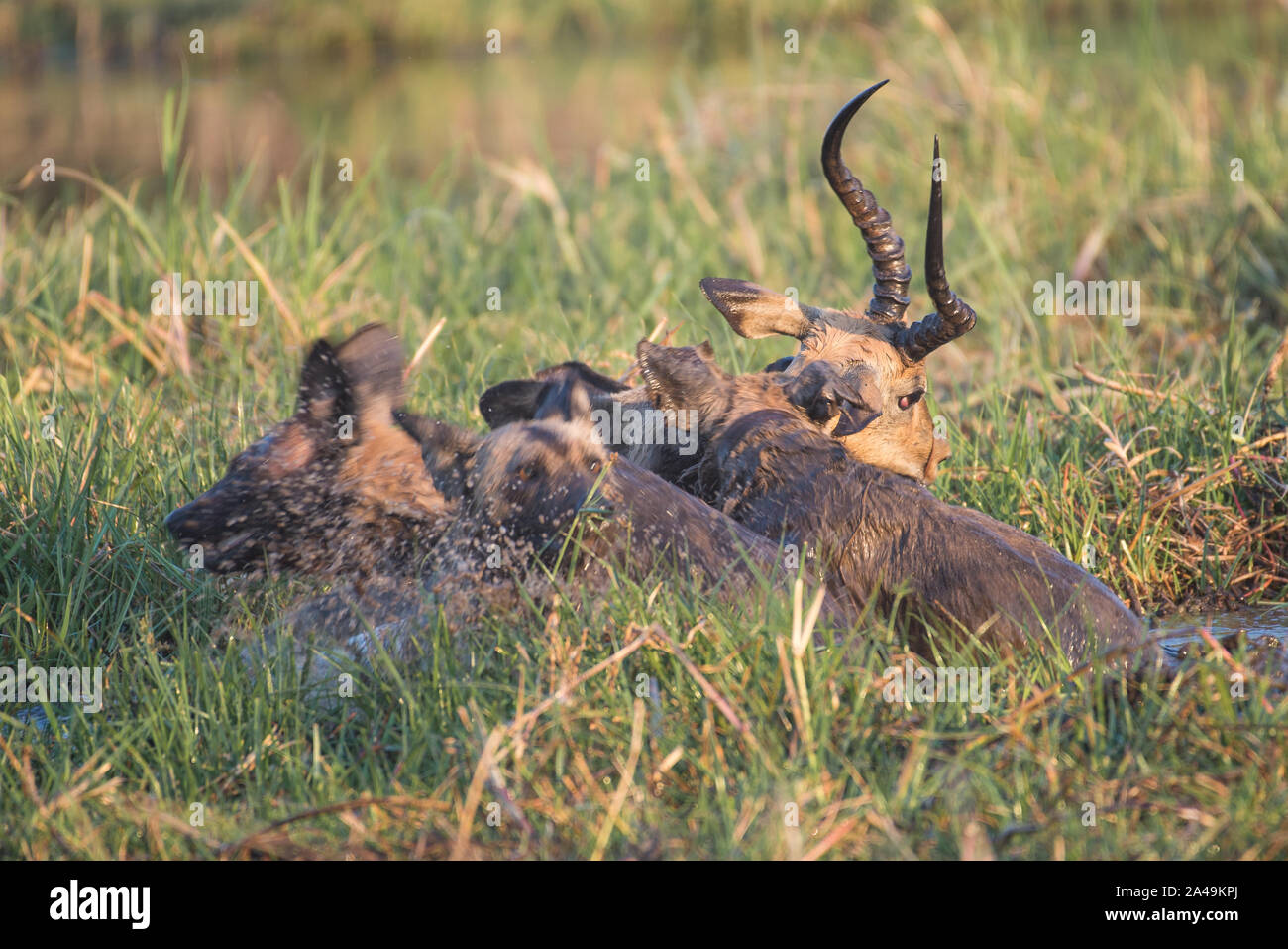 Pack di African cani selvatici (lycaon pictus) uccidendo un maschio impale nel fiume Khwai. Moremi National Park, (Khwai), Botswana Foto Stock