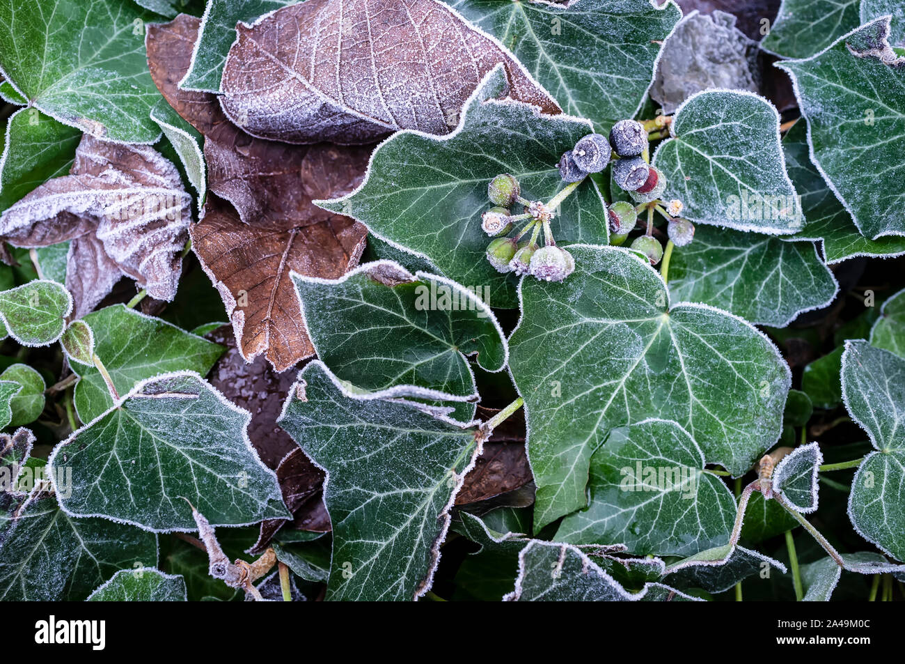 Splendido arbusto verde coperta di cristalli di brina su un gelido mattino. Vista dall'alto. Close-up. Foto Stock