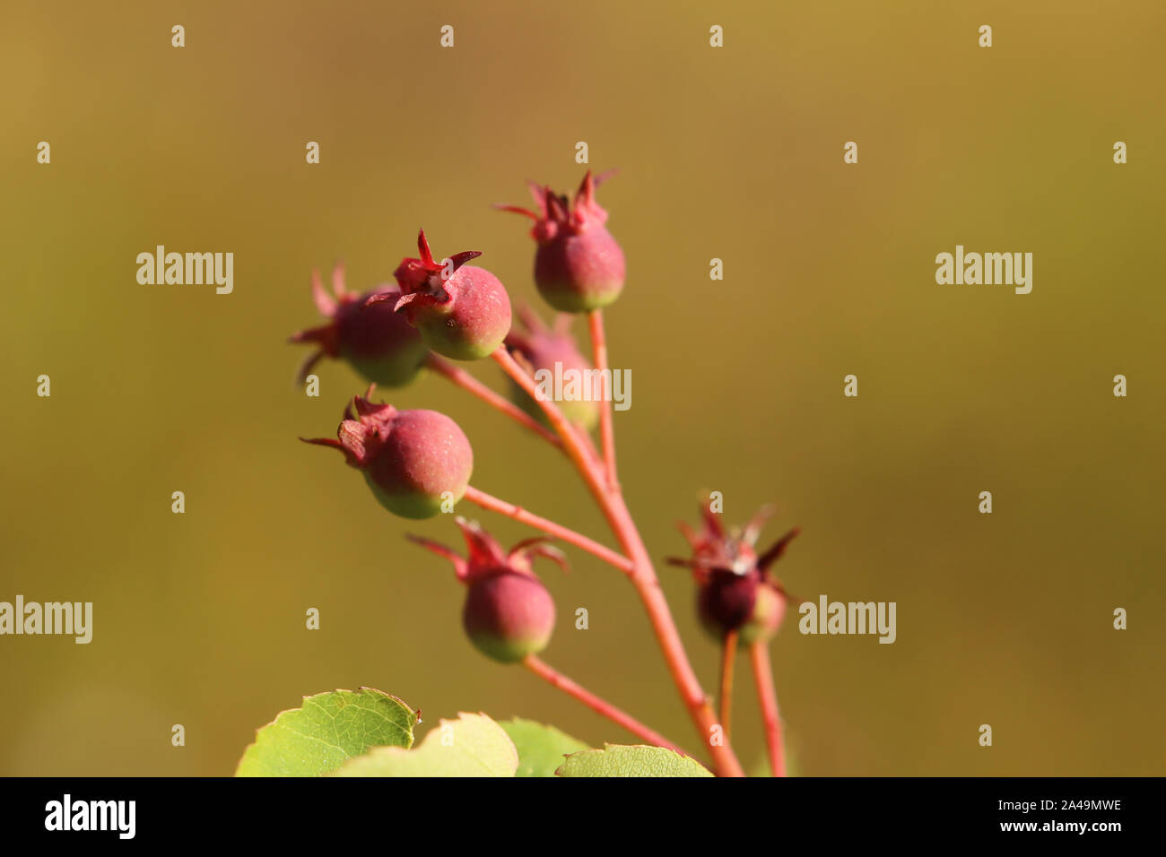 Gruppo di Amelanchier bacche, maturazione sotto la luce diretta del sole. Foto Stock