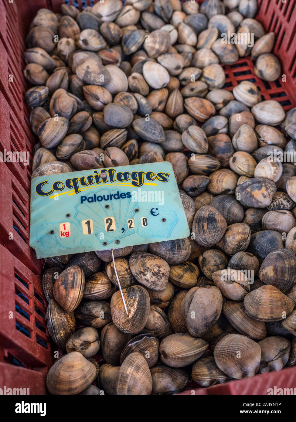 Mercato del pesce in Francia COQUILLAGES VONGOLE VONGOLE; CONCARNEAU  mercato coperto del pesce COQUILLAGE vongole in