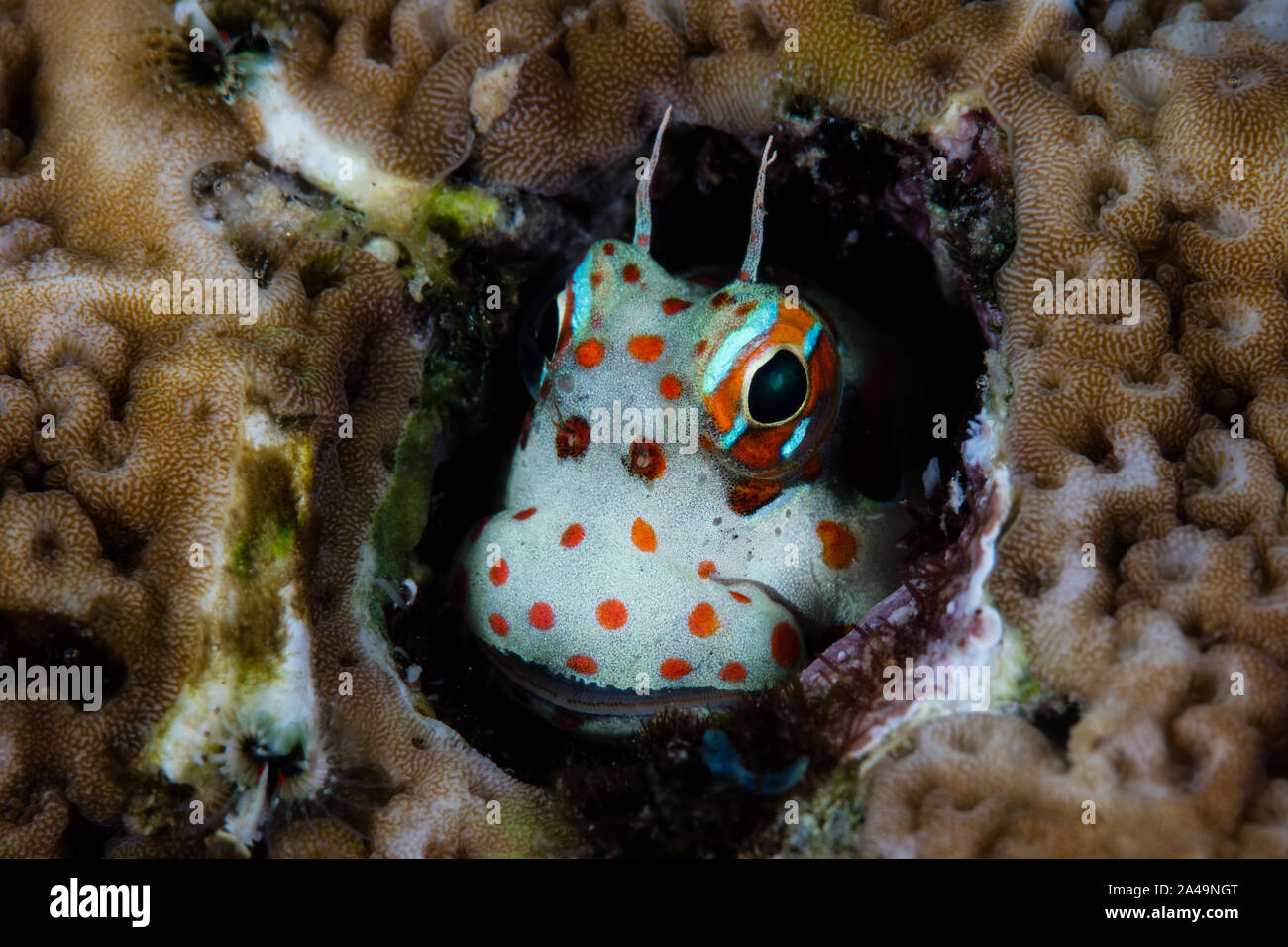 Un simpatico pezzata di rosso, bavose Blenniella chrysospilos, guarda fuori dalla sua casa di protezione su un sano Coral reef in Banda Mare dell Indonesia orientale. Foto Stock