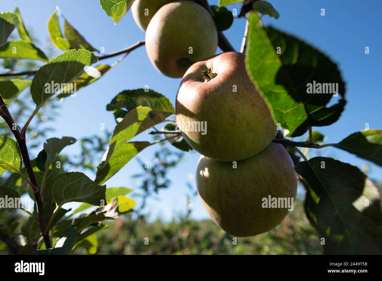 Kent, Regno Unito - 15 Settembre 2019: un albero di mele in un frutteto al di fuori di Londra in autunno. Foto Stock