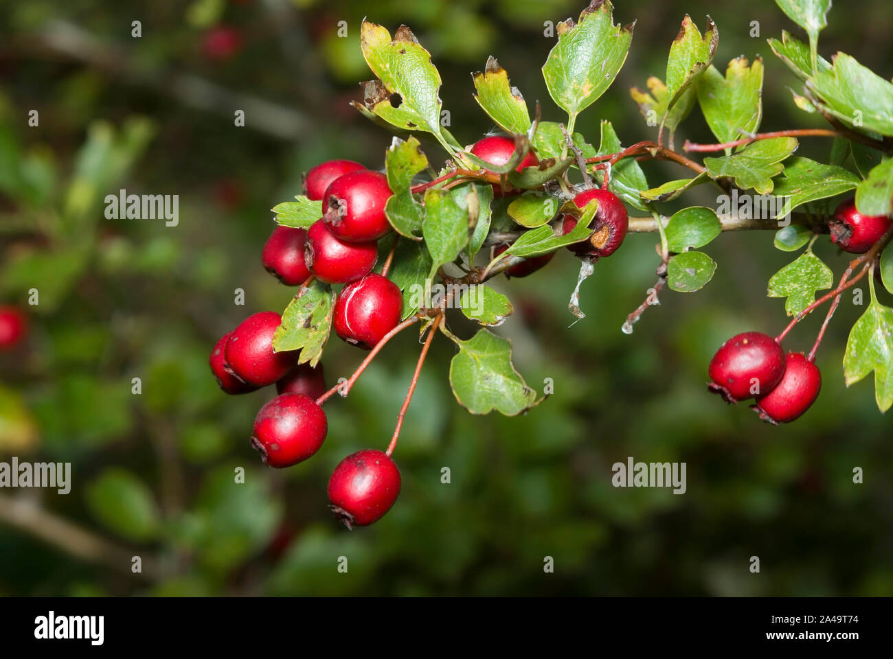 Biancospino bacche Foto Stock