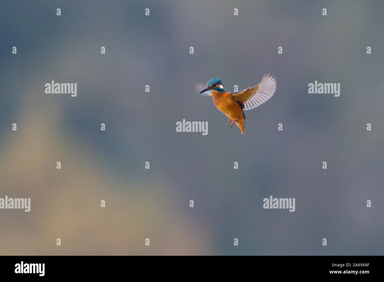 Isolato kingfisher (Alcedo atthis) in volo stazionario con ali spiegate Foto Stock