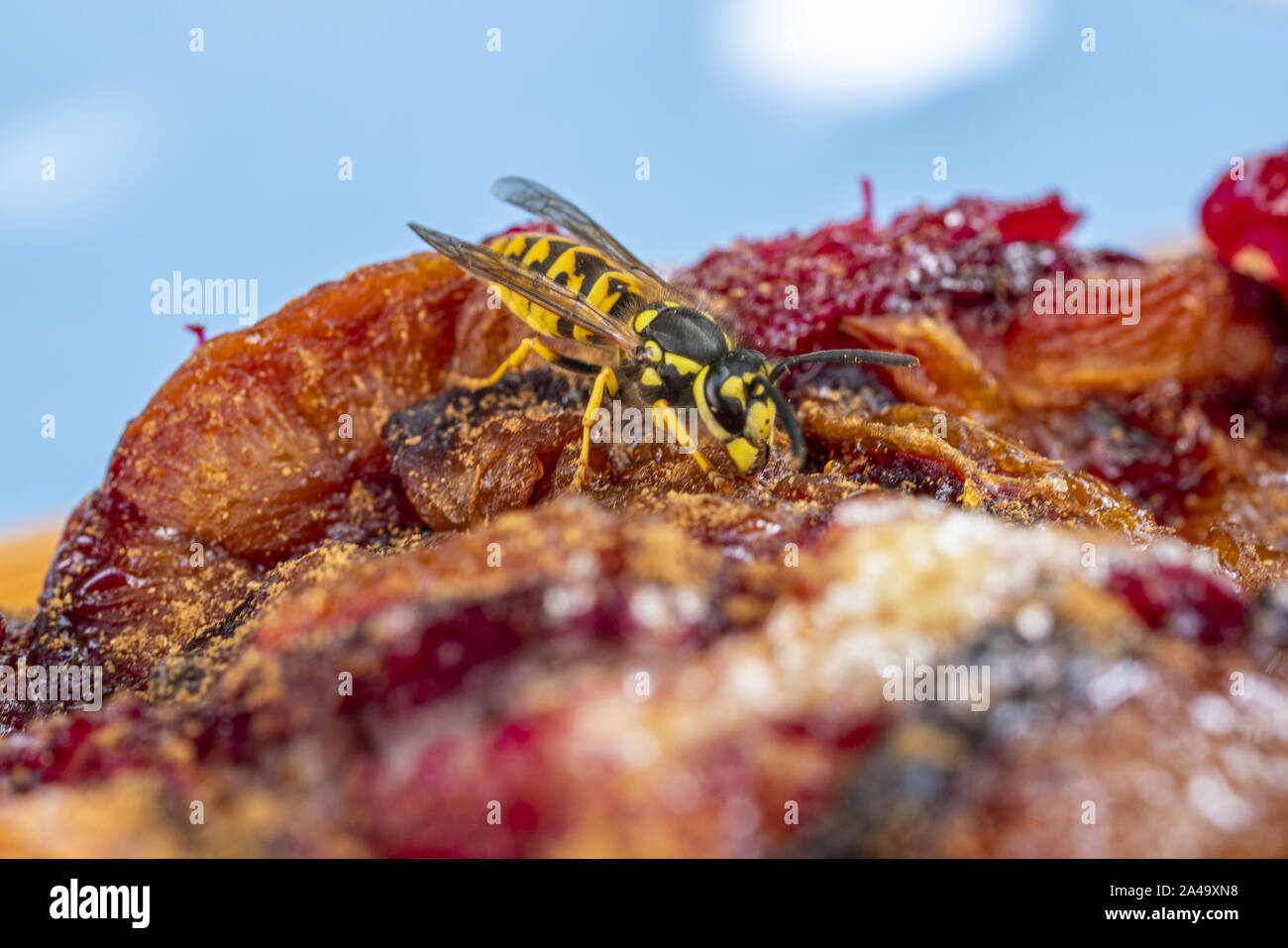 Il tedesco Wasp alimentare sulla torta di prugne Foto Stock
